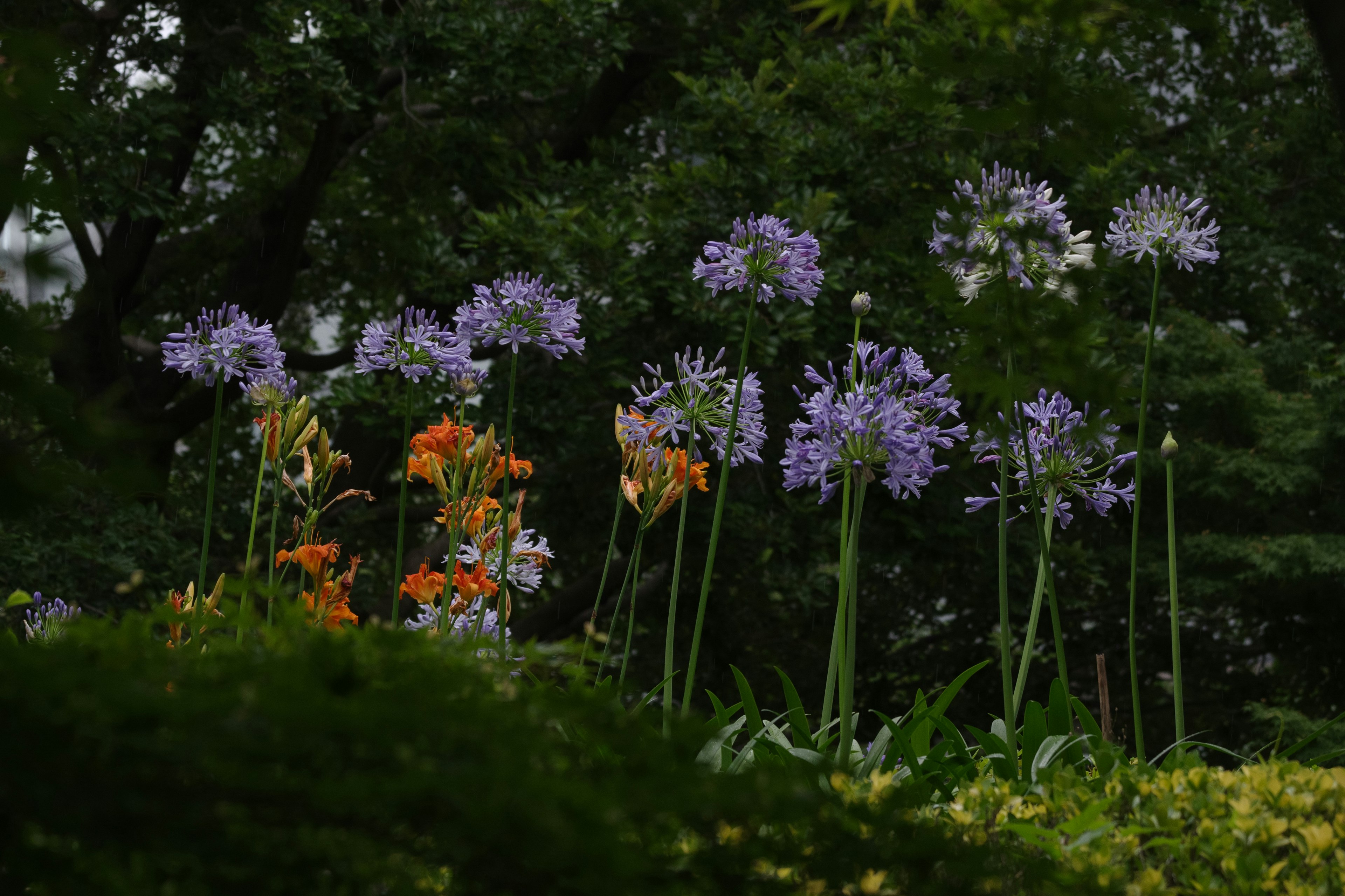 生動的花園場景，紫色和橙色的花朵在郁郁蔥蔥的綠色背景下