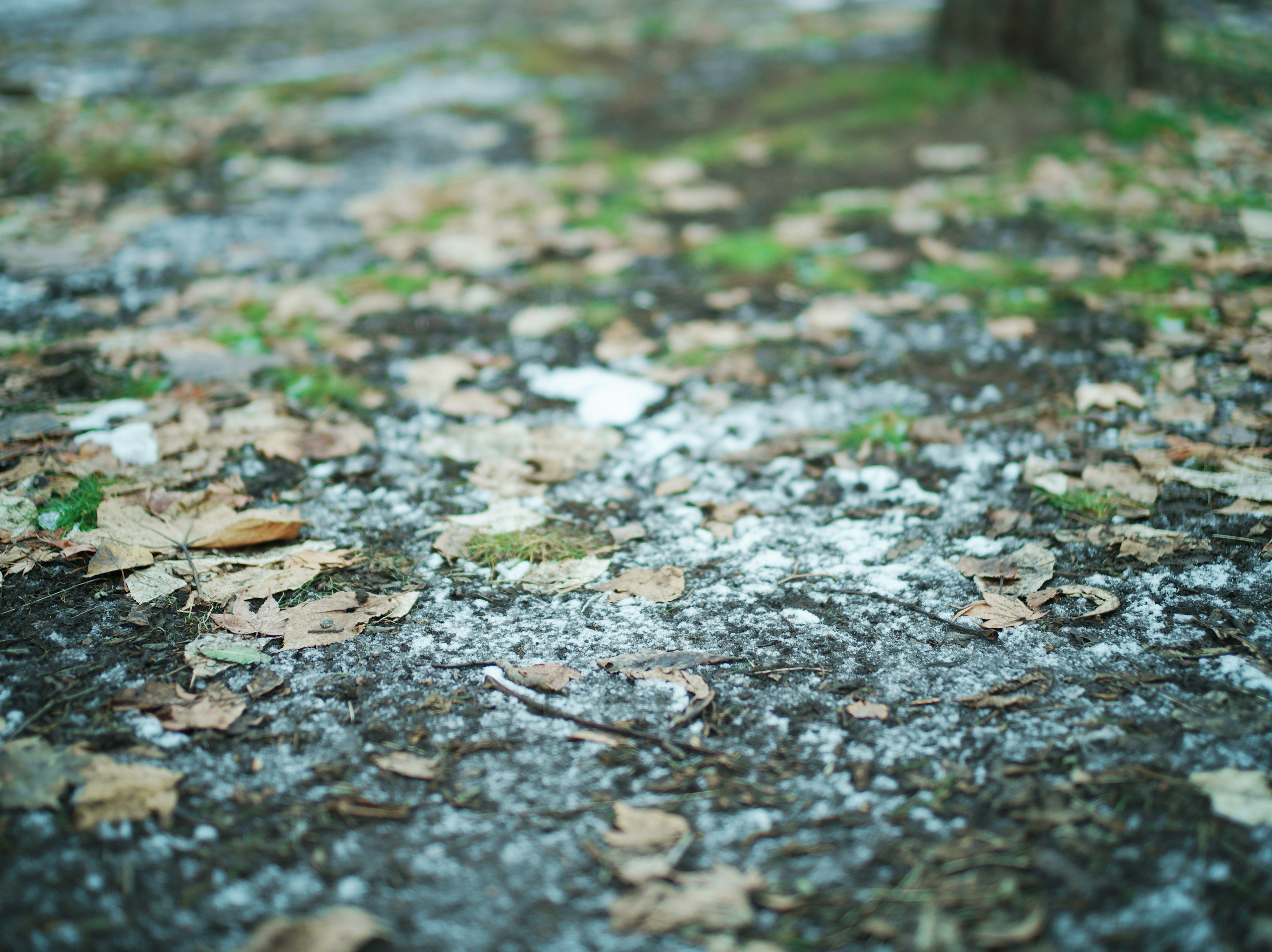 Terreno coperto di foglie cadute e muschio