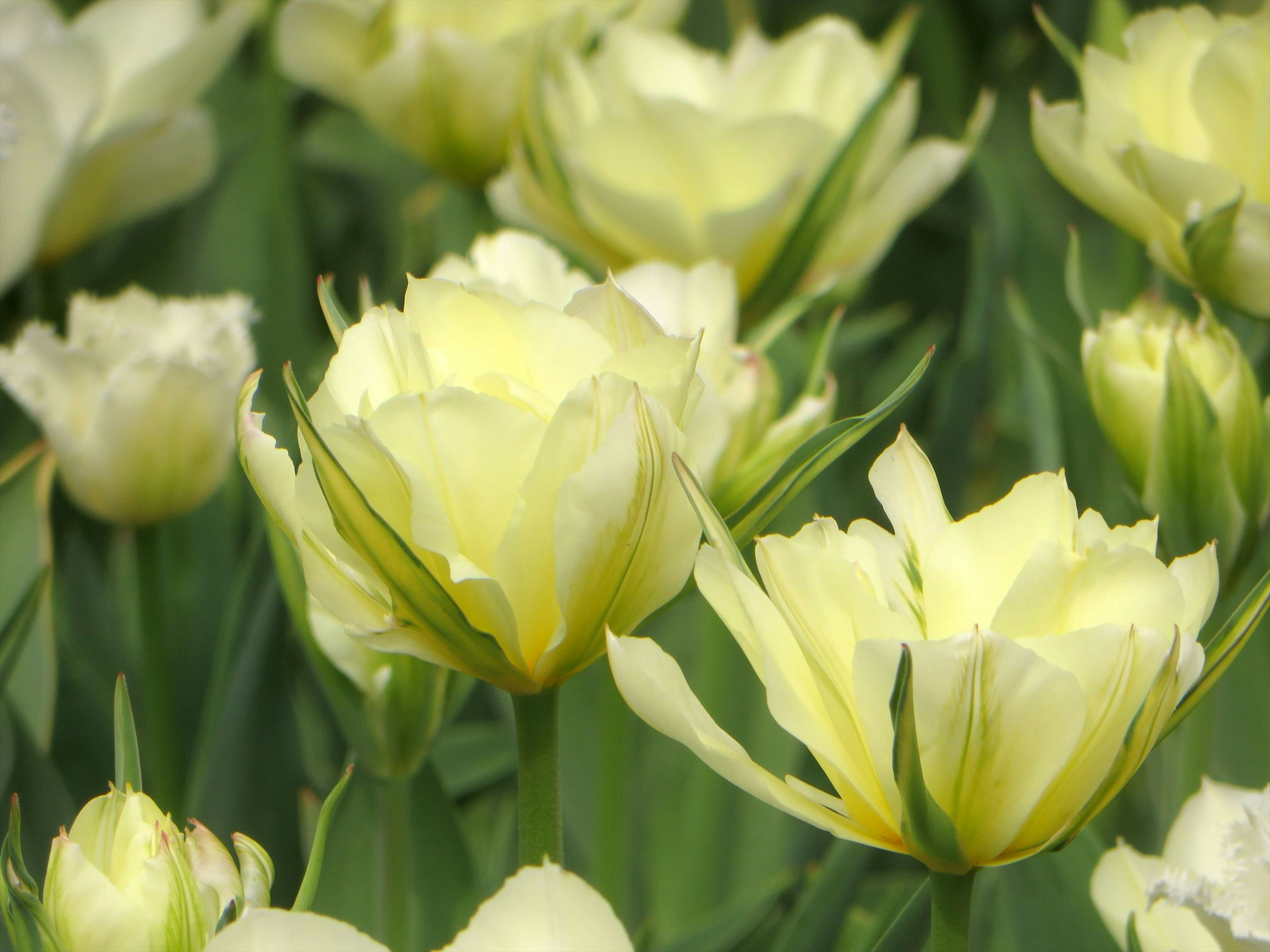 黄色のチューリップの花が咲いている風景