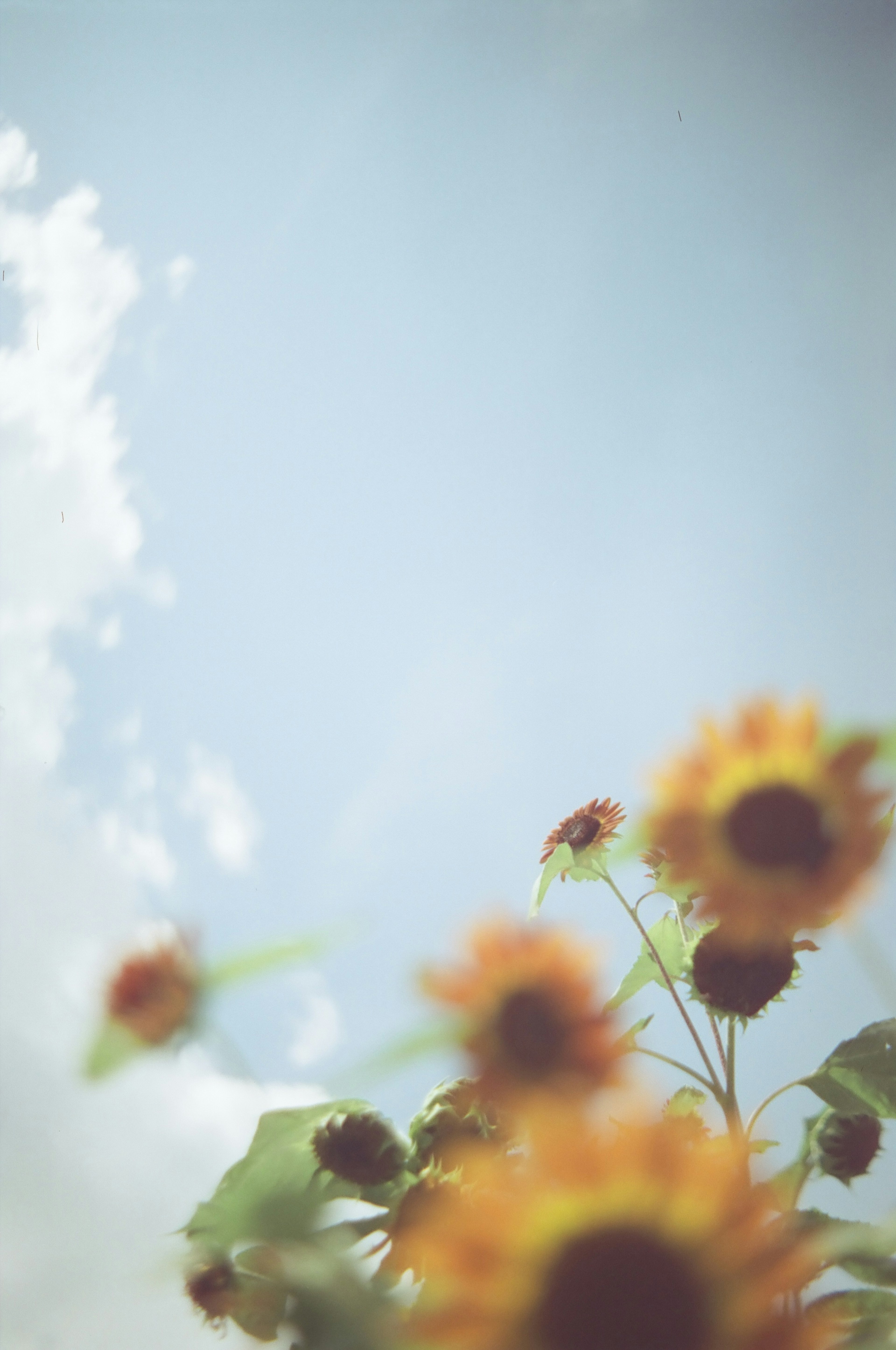 Image présentant des tournesols sur fond de ciel bleu