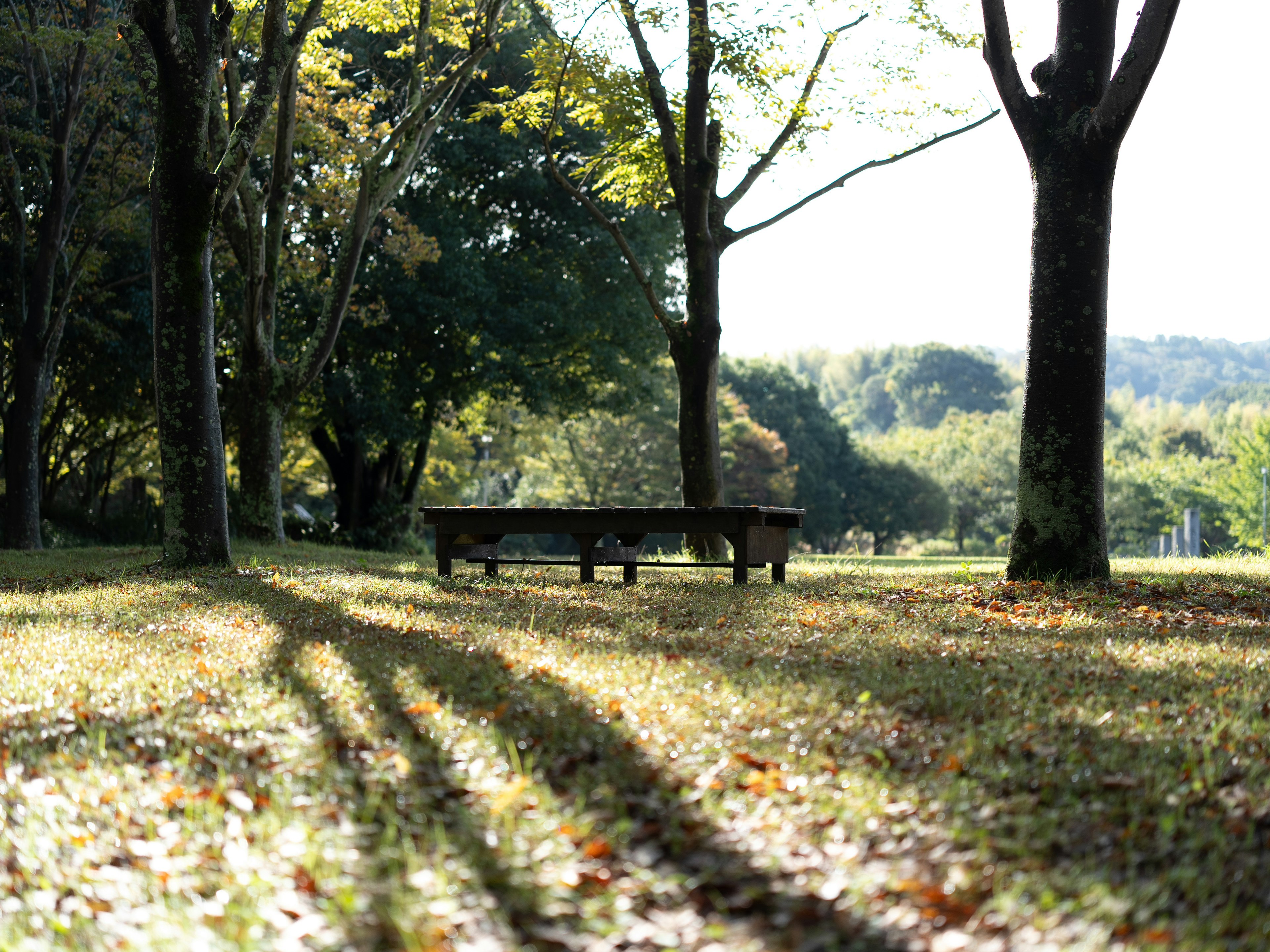 Scene of a bench in a park surrounded by green trees and fallen leaves