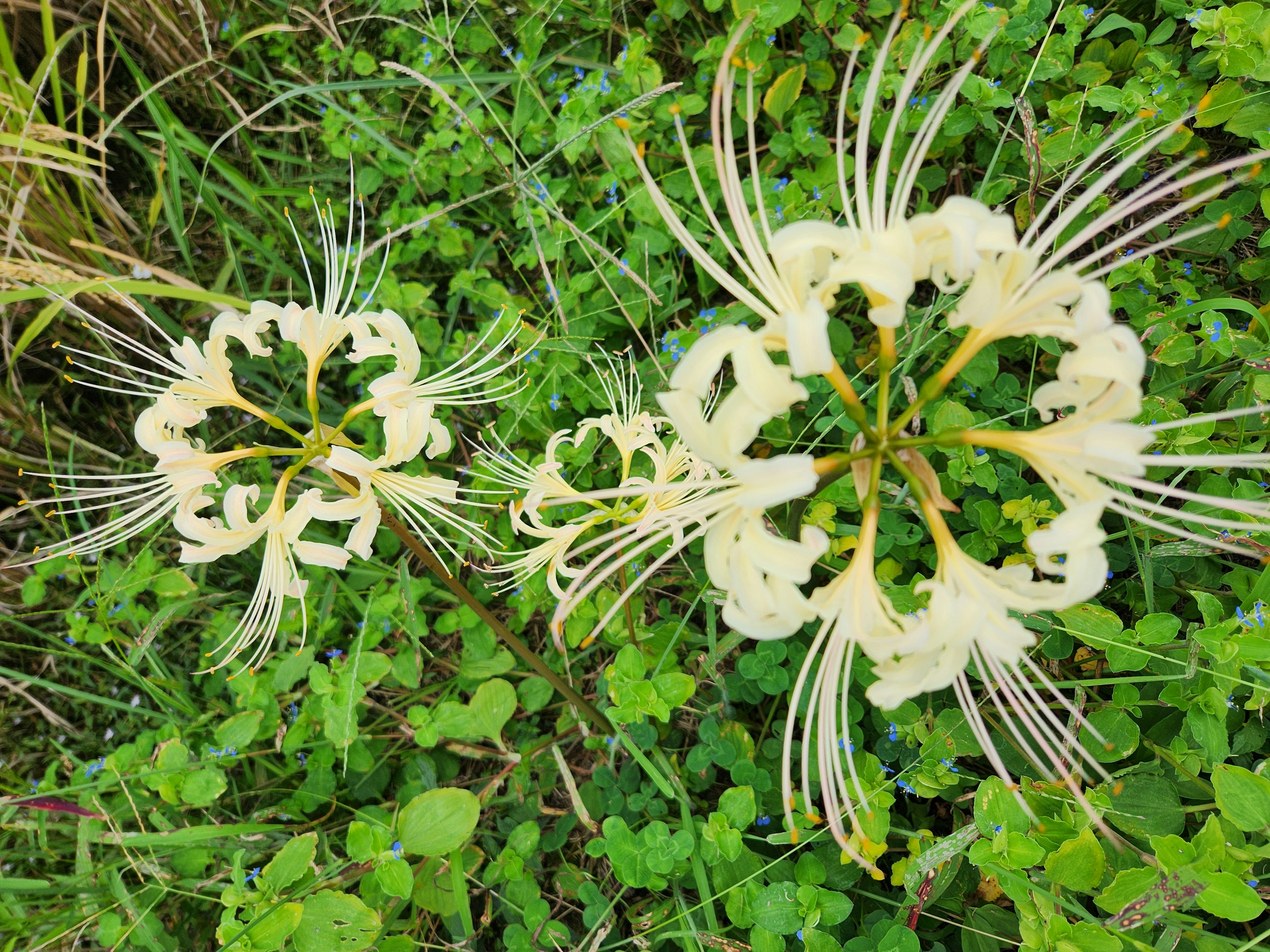 Due fiori bianchi unici circondati da foglie verdi