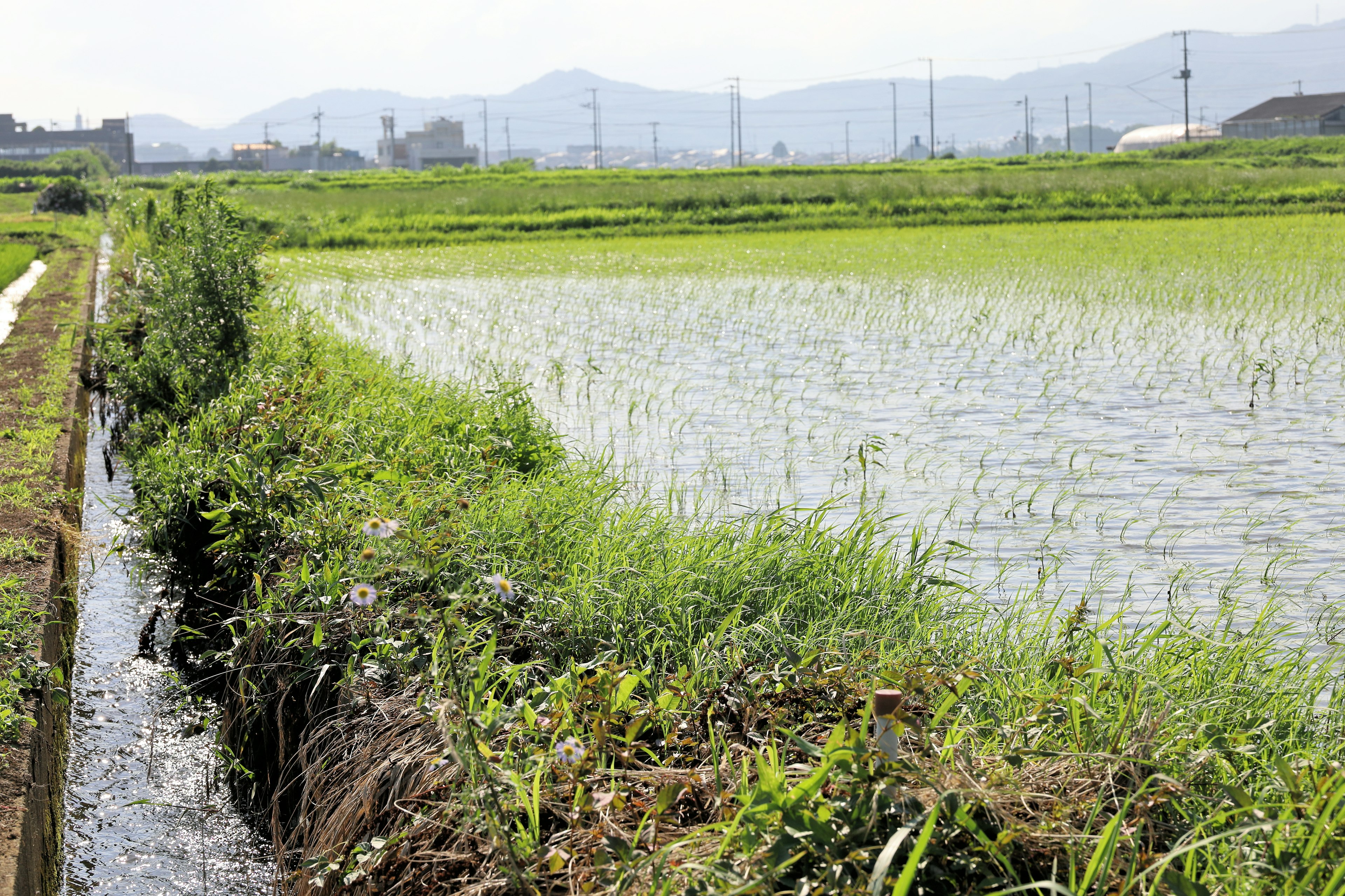 Campo di riso verdeggiante con un canale d'acqua e montagne lontane