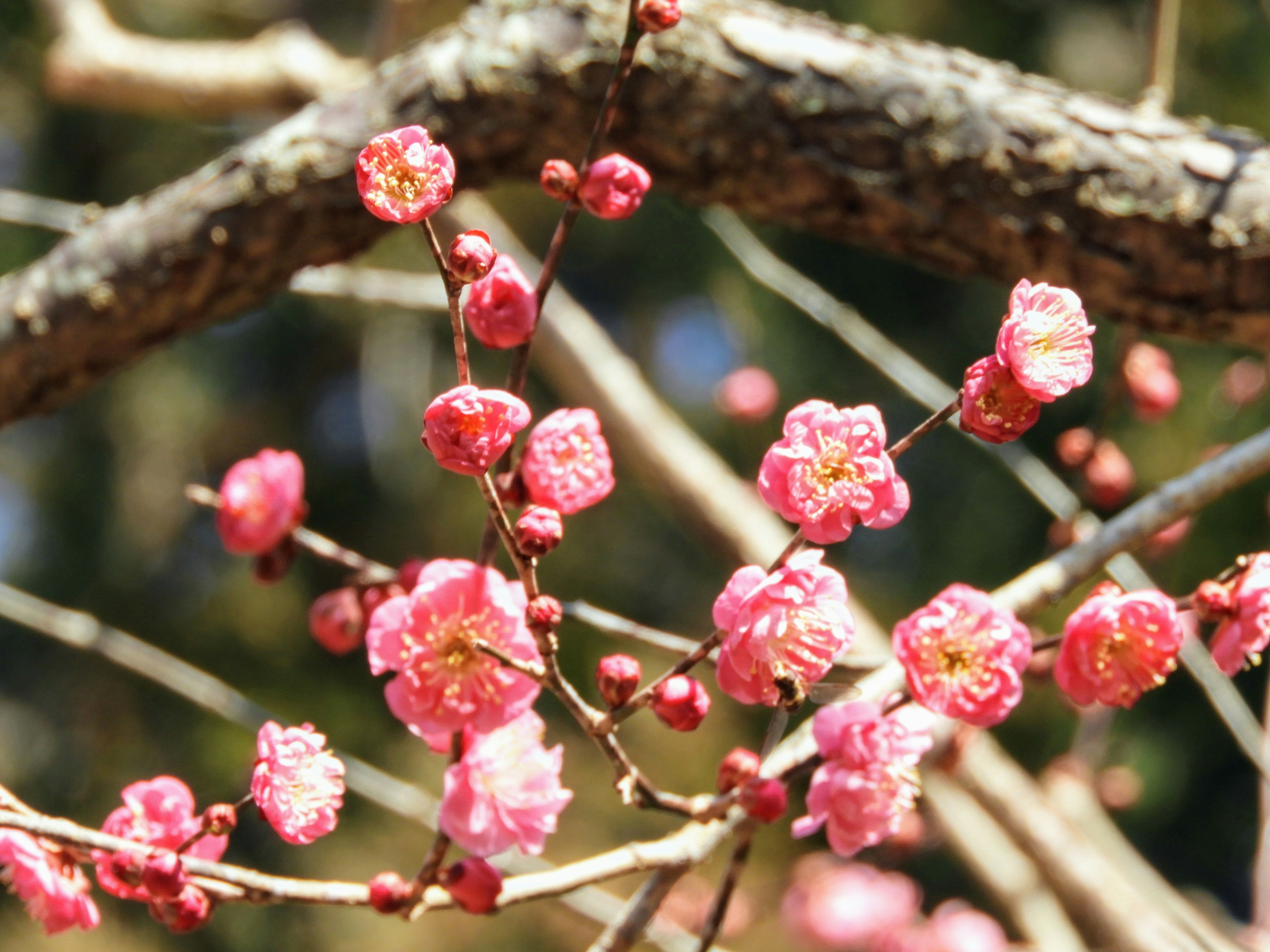 Close-up of blooming plum blossoms on branches