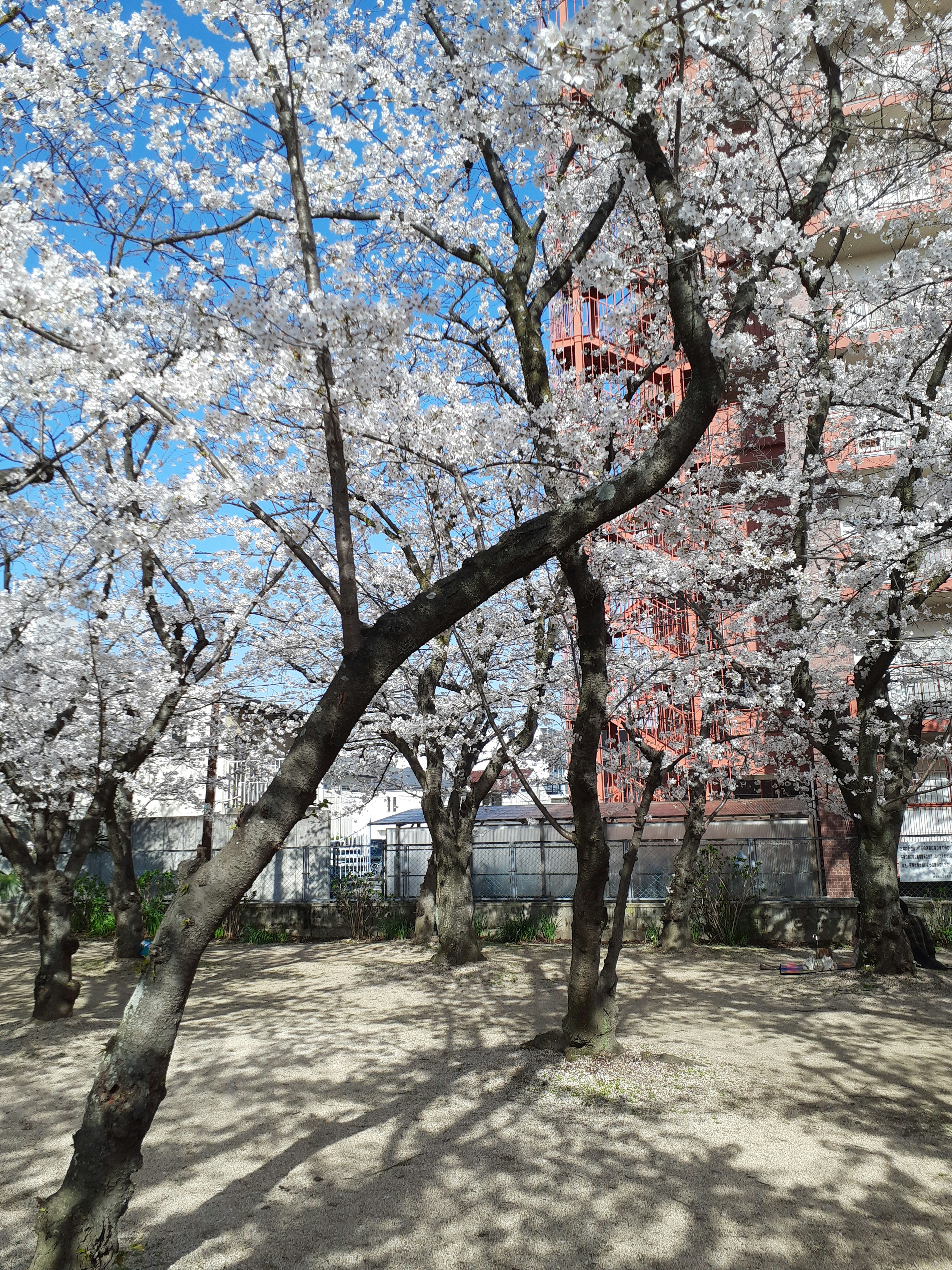 桜の木が咲いている公園の景色青空の下で