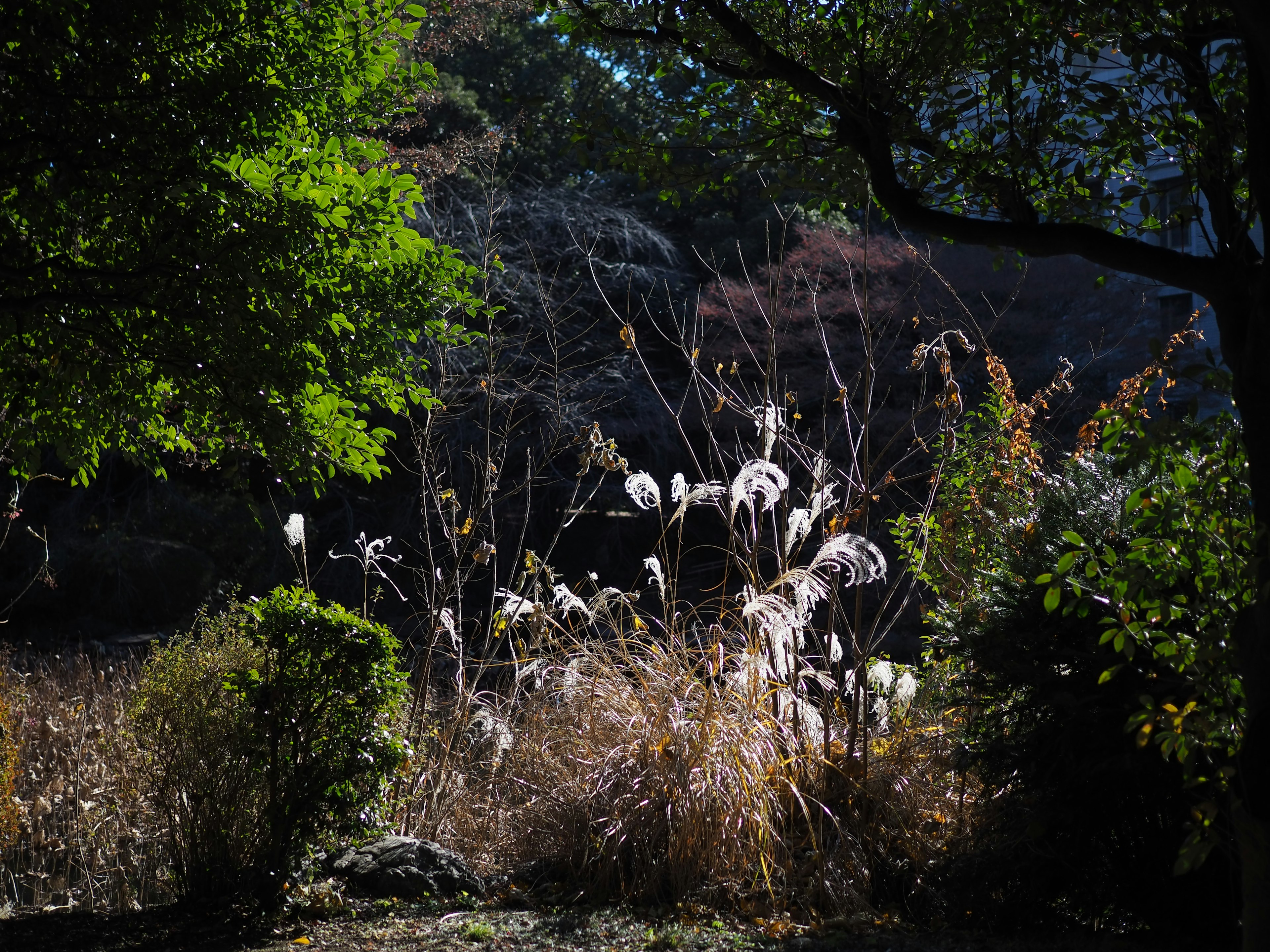 Une scène avec des arbres verts lumineux et de l'herbe sèche