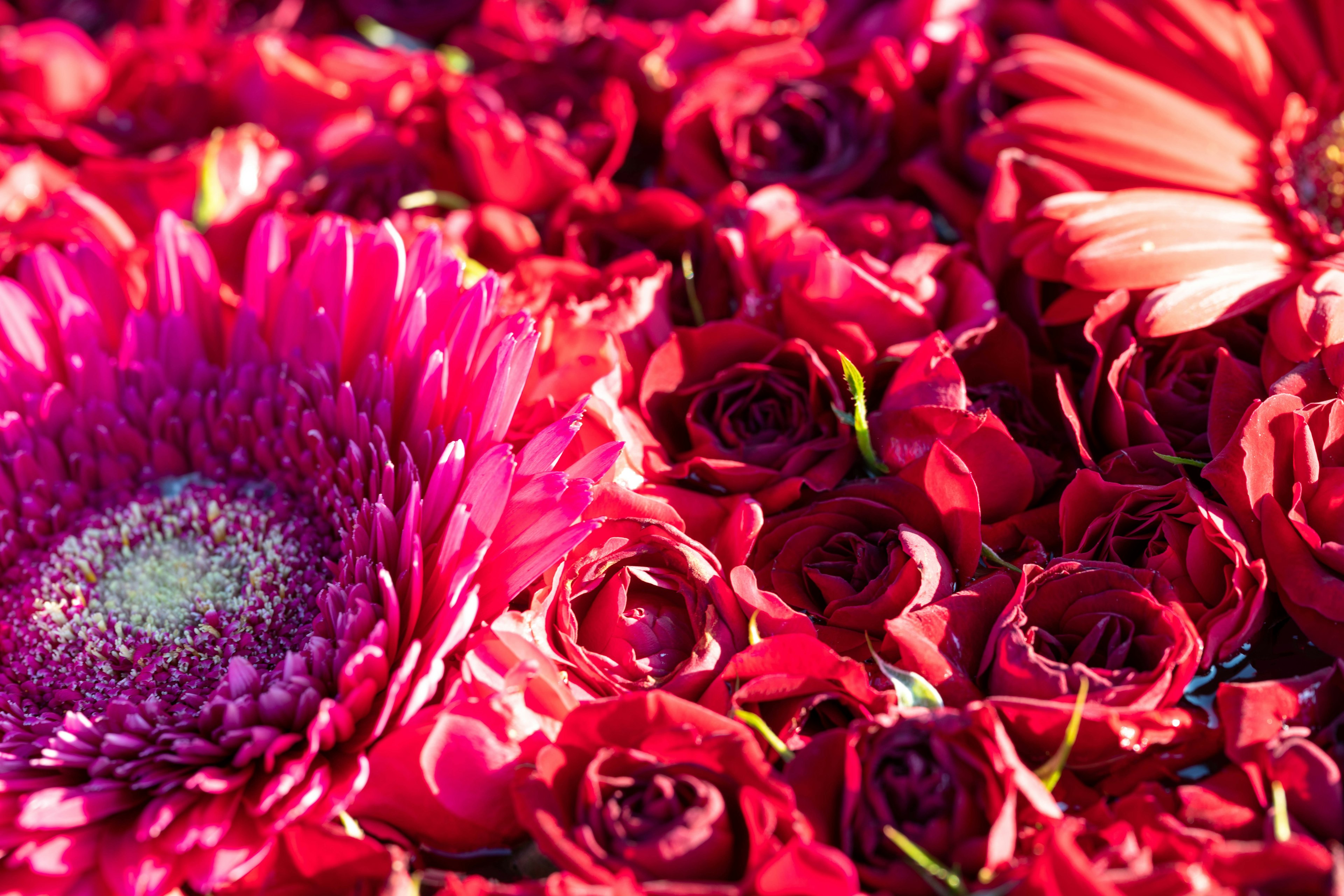 Nahaufnahme von lebhaften rosa Blumen und Rosen