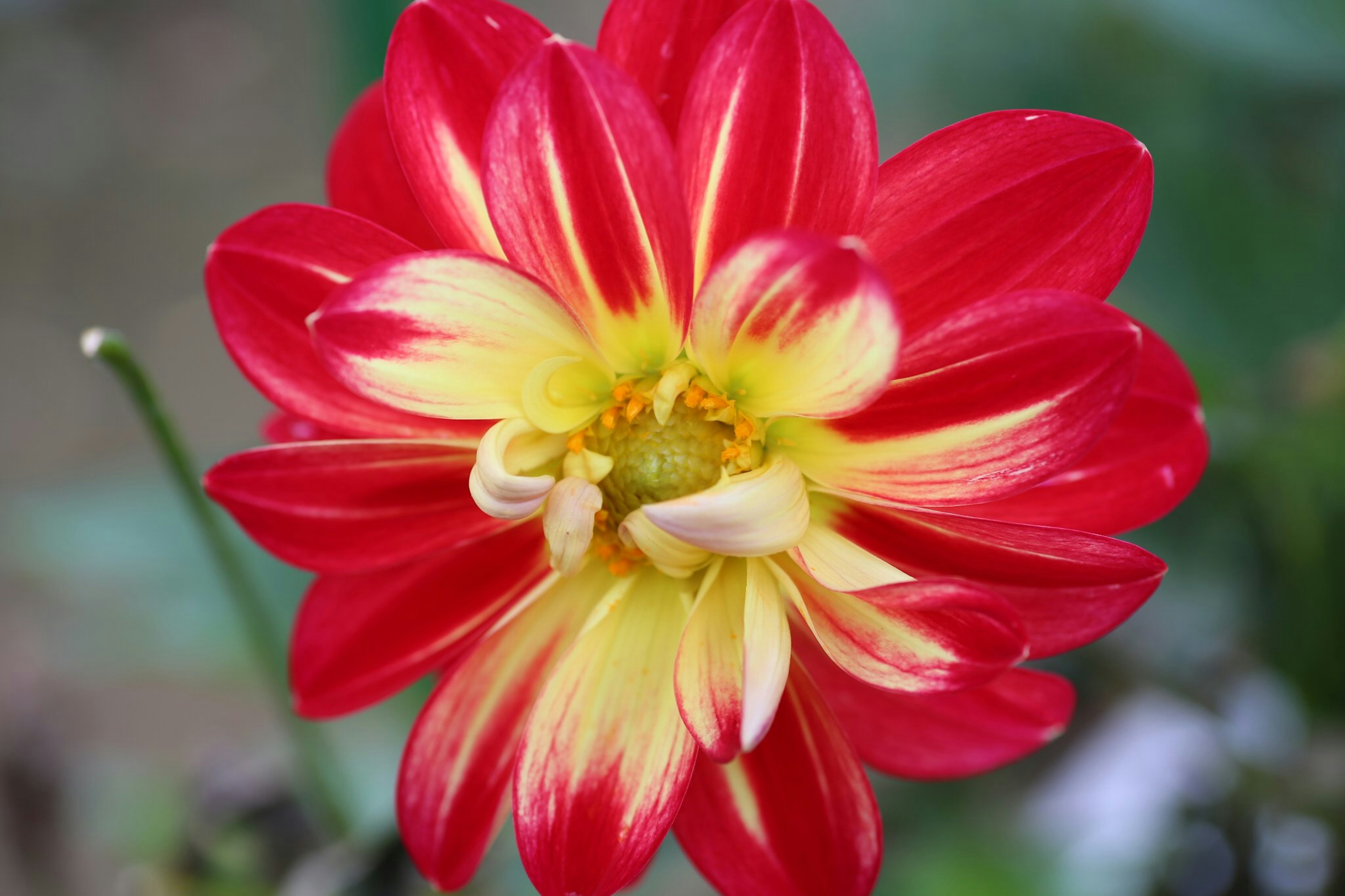 Vibrant red and yellow dahlia flower blooming at the center