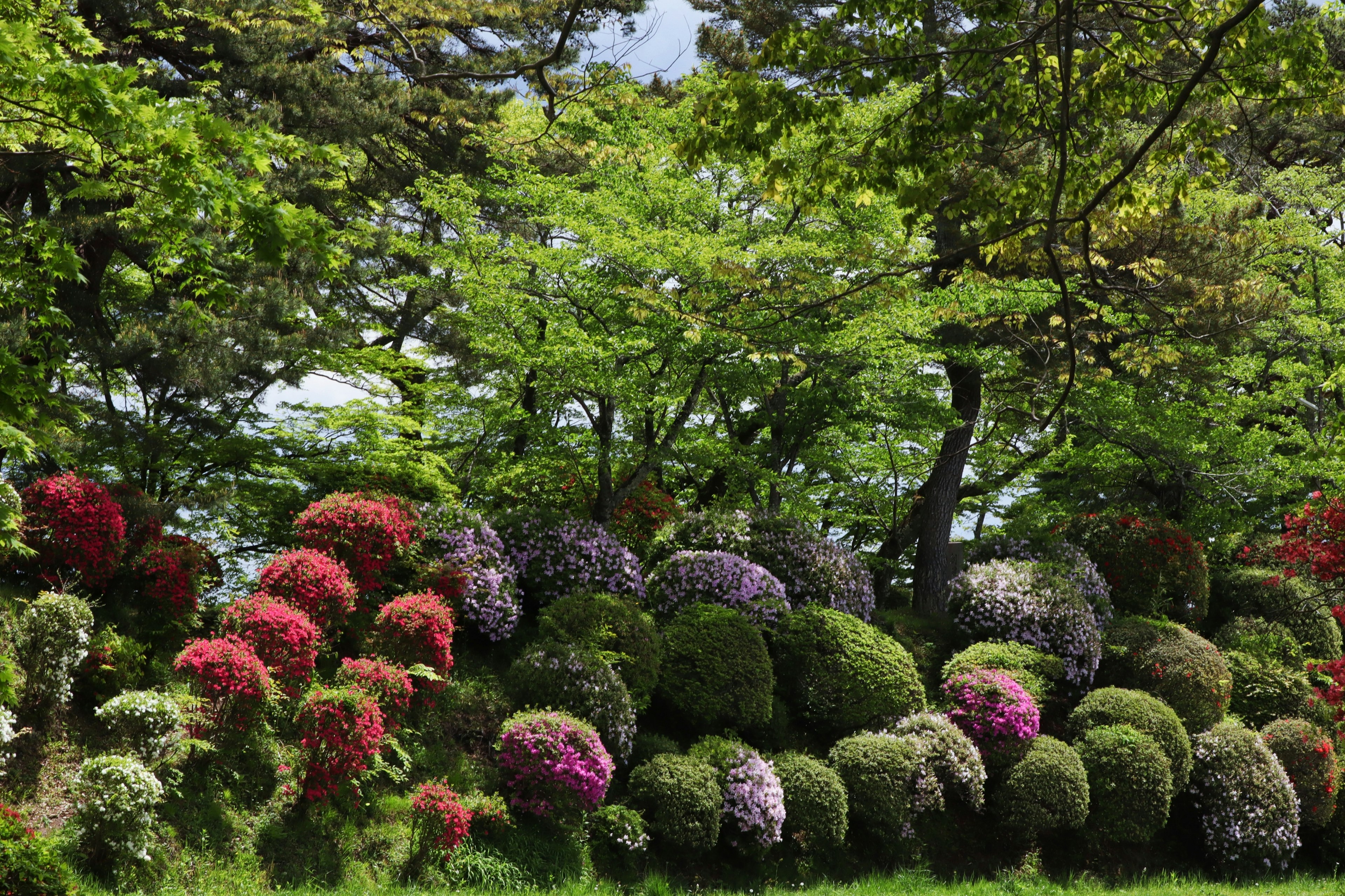 Paisaje de jardín exuberante con arbustos florecidos y árboles verdes