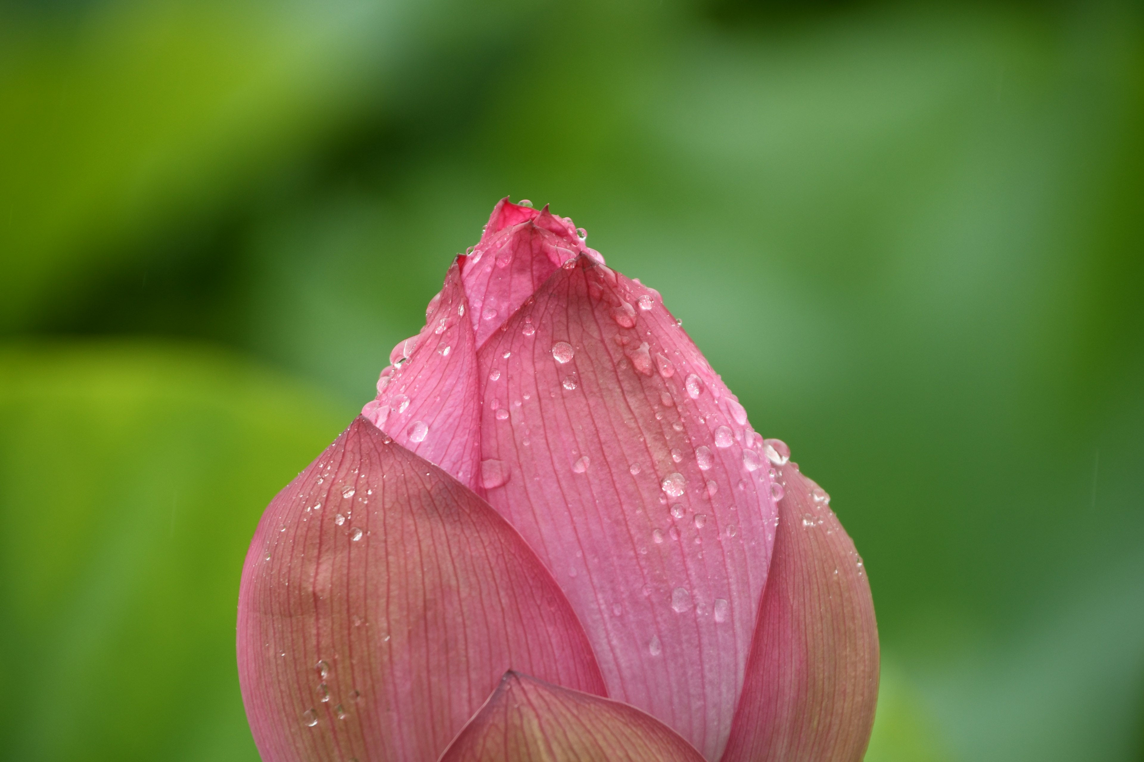 Bocciolo di loto rosa con gocce d'acqua