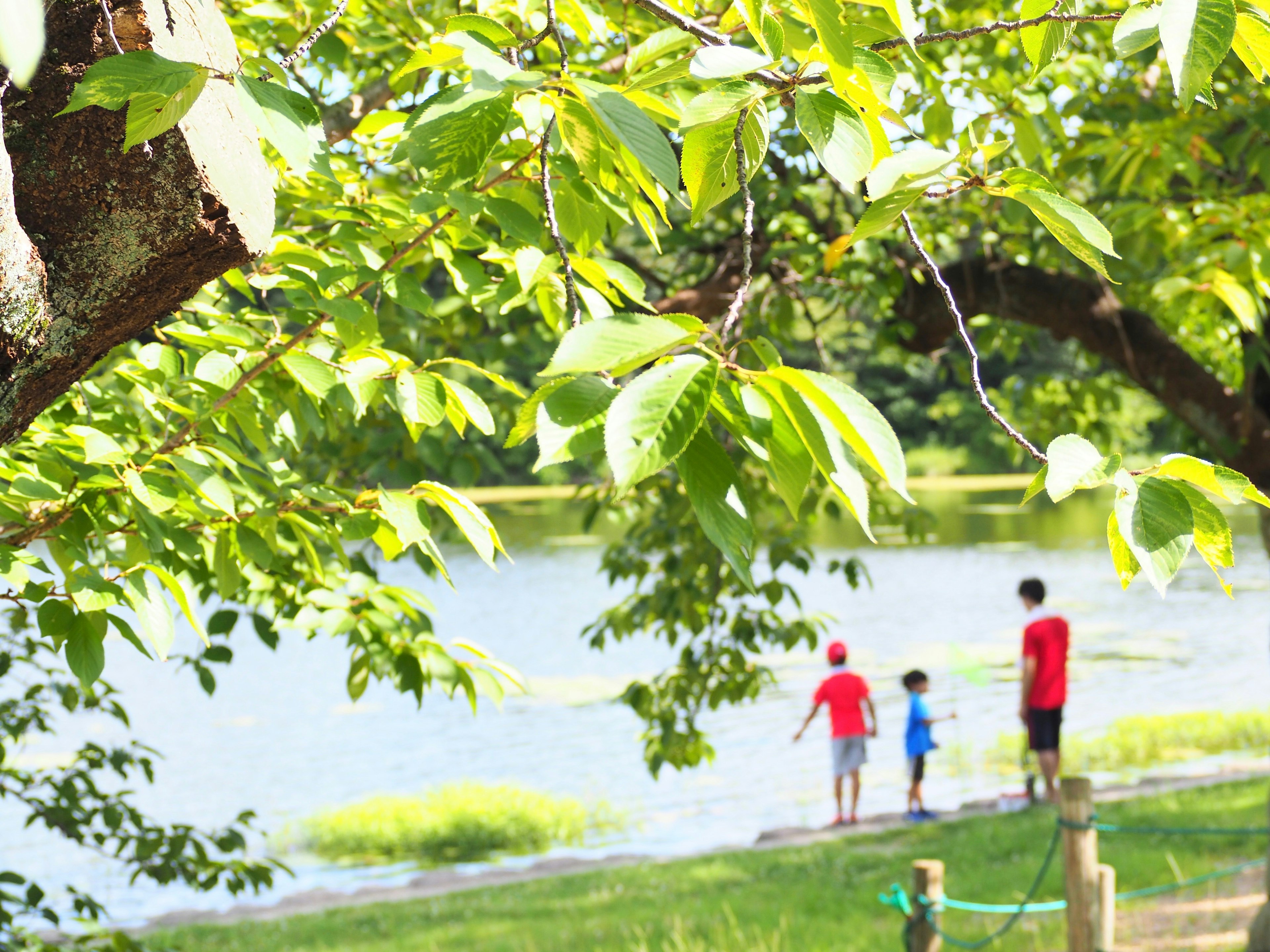 Kinder spielen am Ufer des Sees umgeben von grünen Blättern