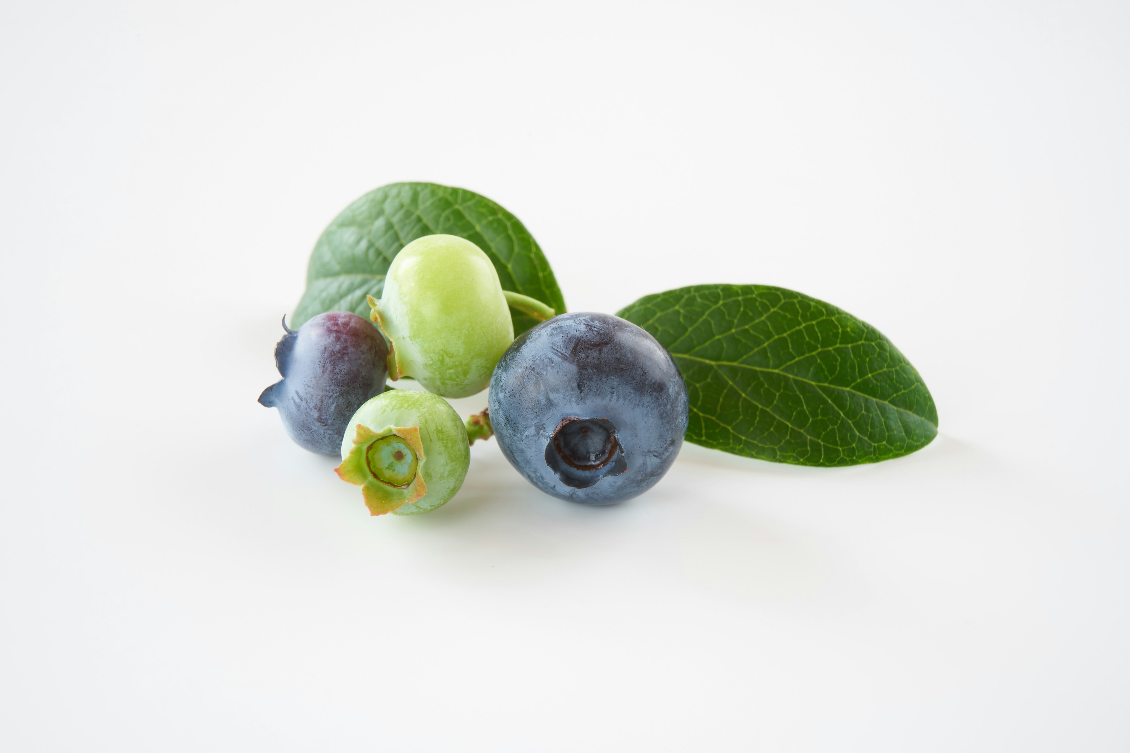 Blueberries with green unripe fruits and leaves arranged together