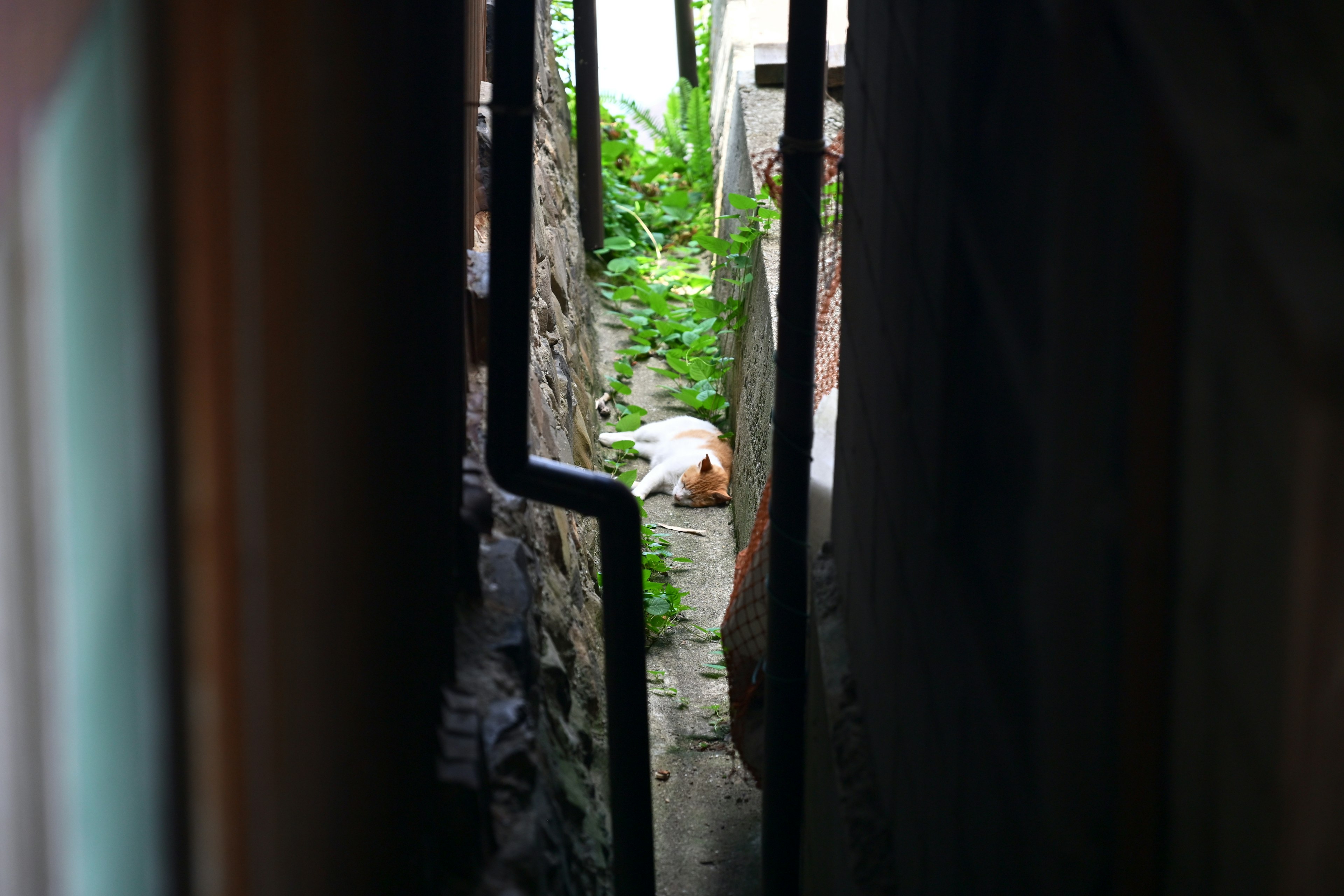 A narrow passage with a cat lying down and greenery