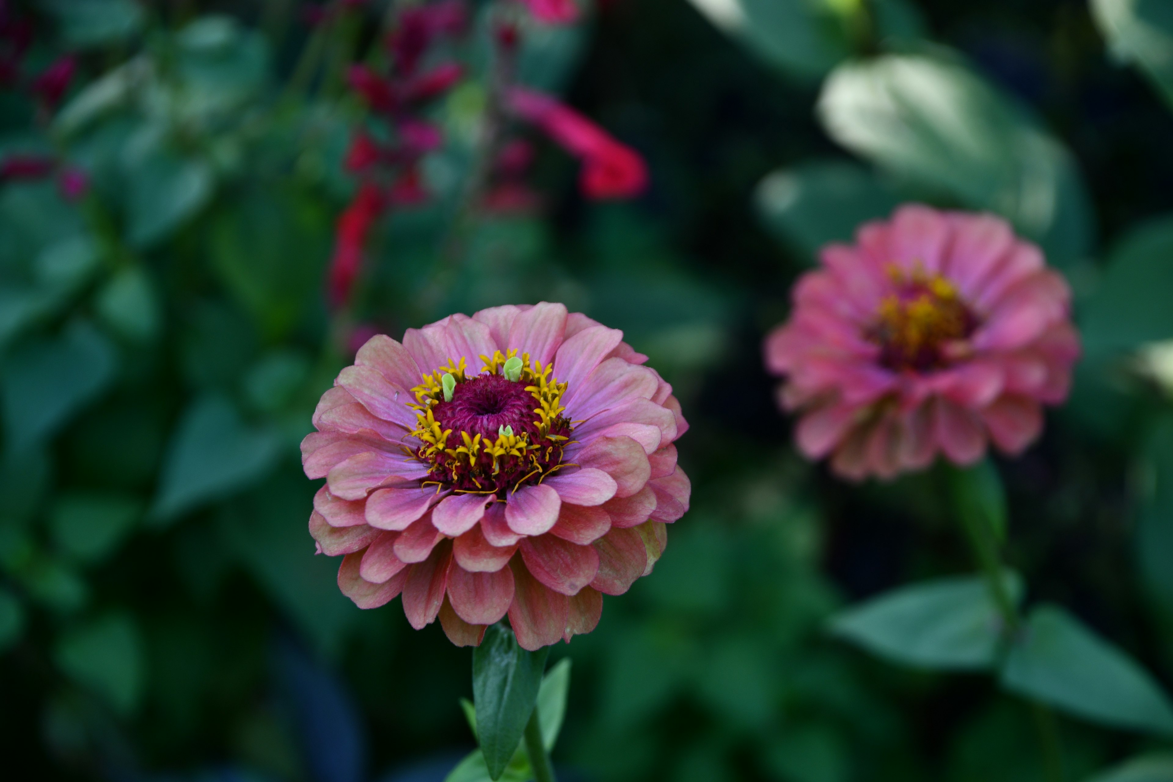 Two pink zinnia flowers in a garden with green leaves in the background