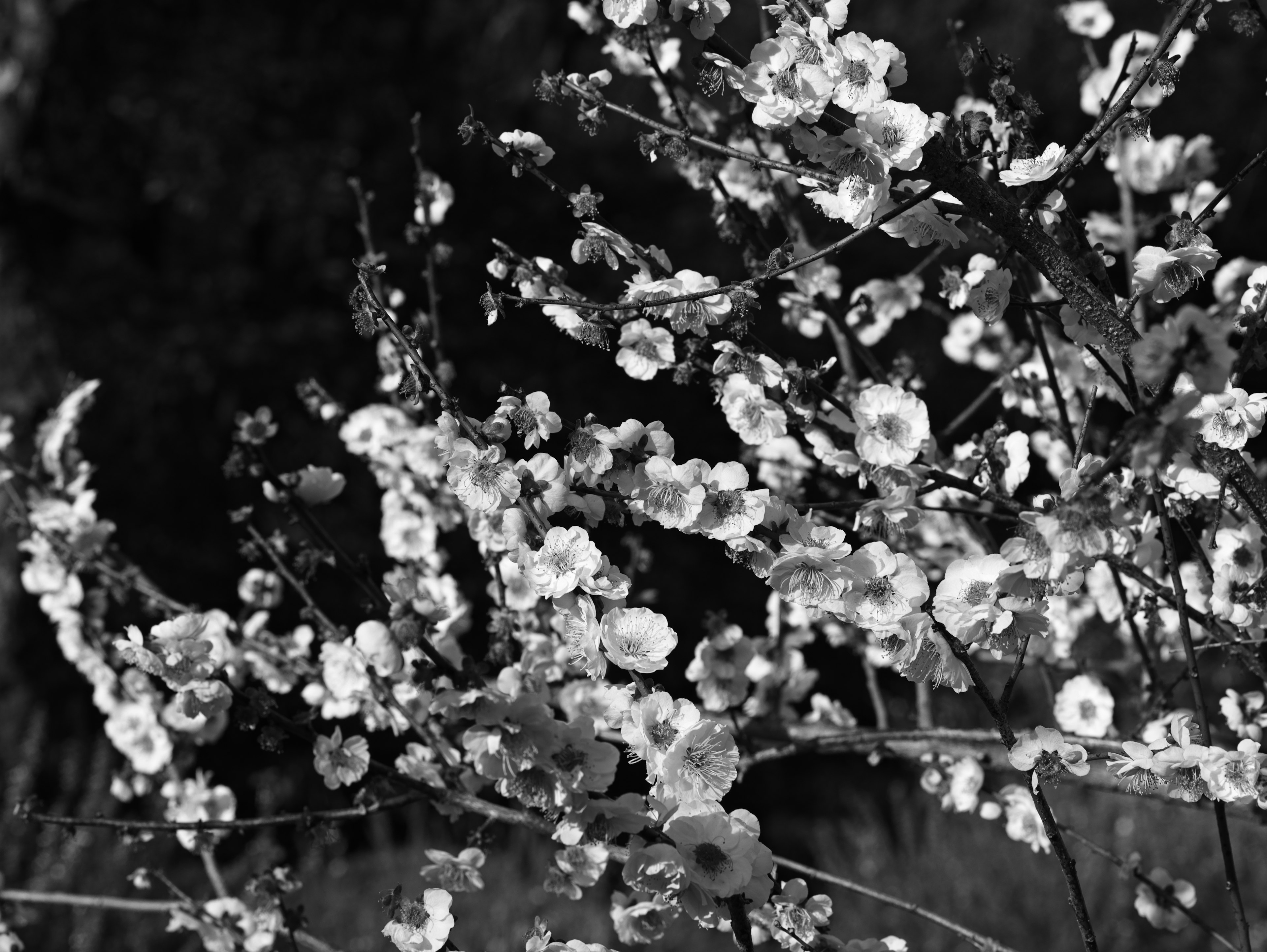 Primo piano di rami di ciliegio in fiore in bianco e nero