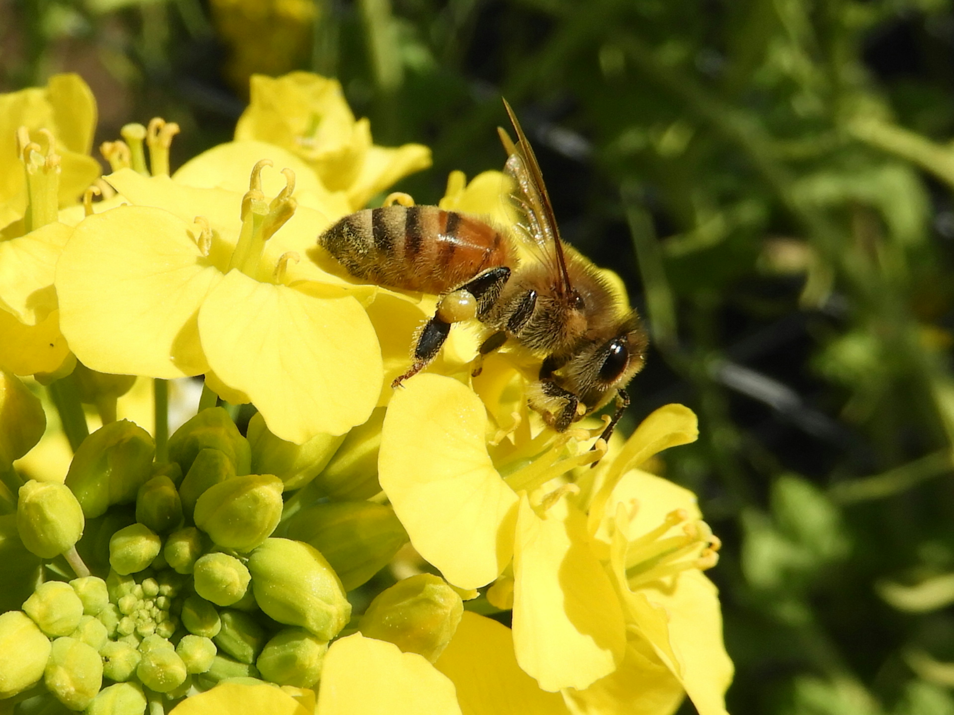 Primo piano di un'ape su un fiore giallo