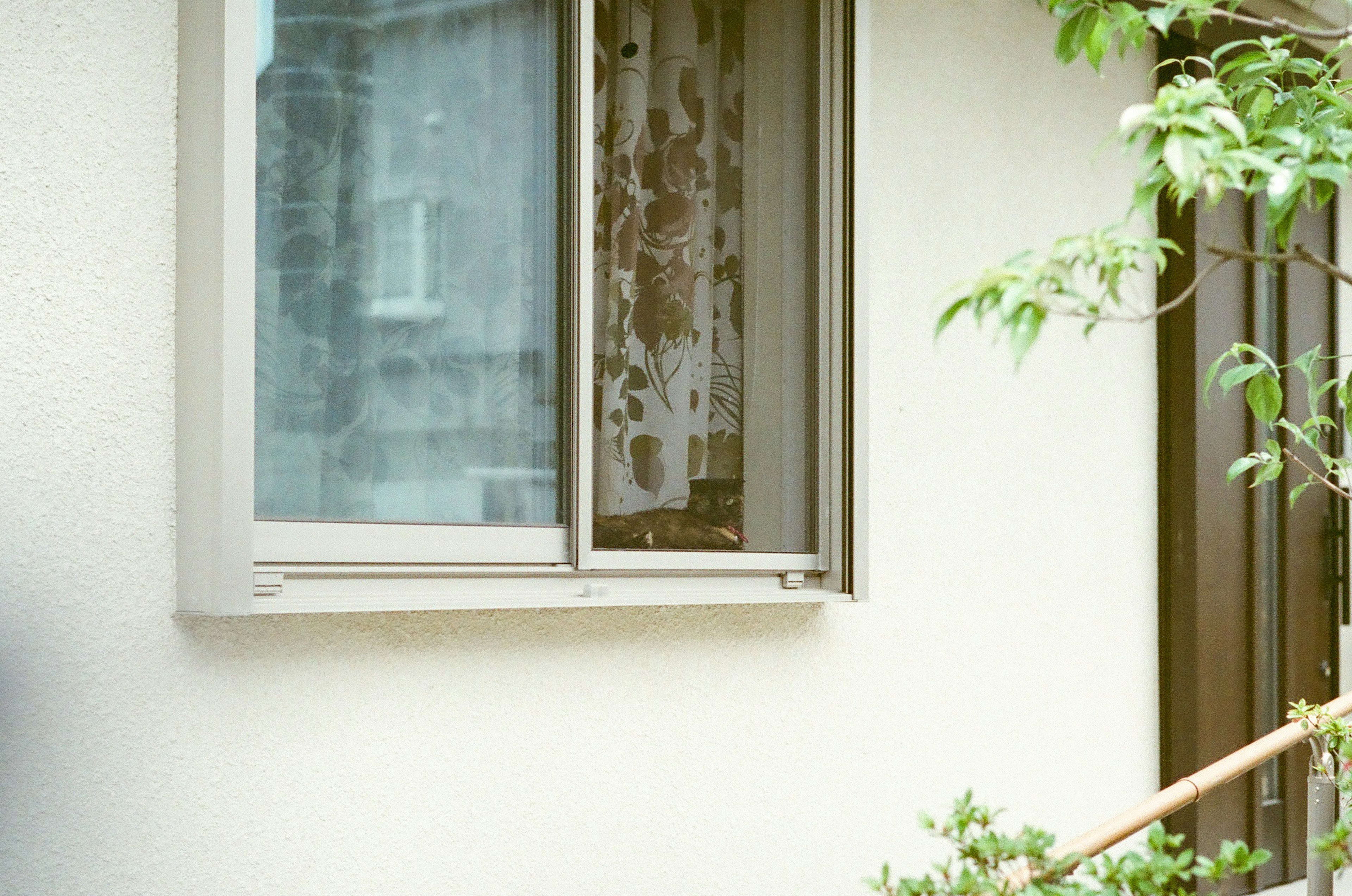 Close-up of an open window on a light-colored wall with nearby greenery