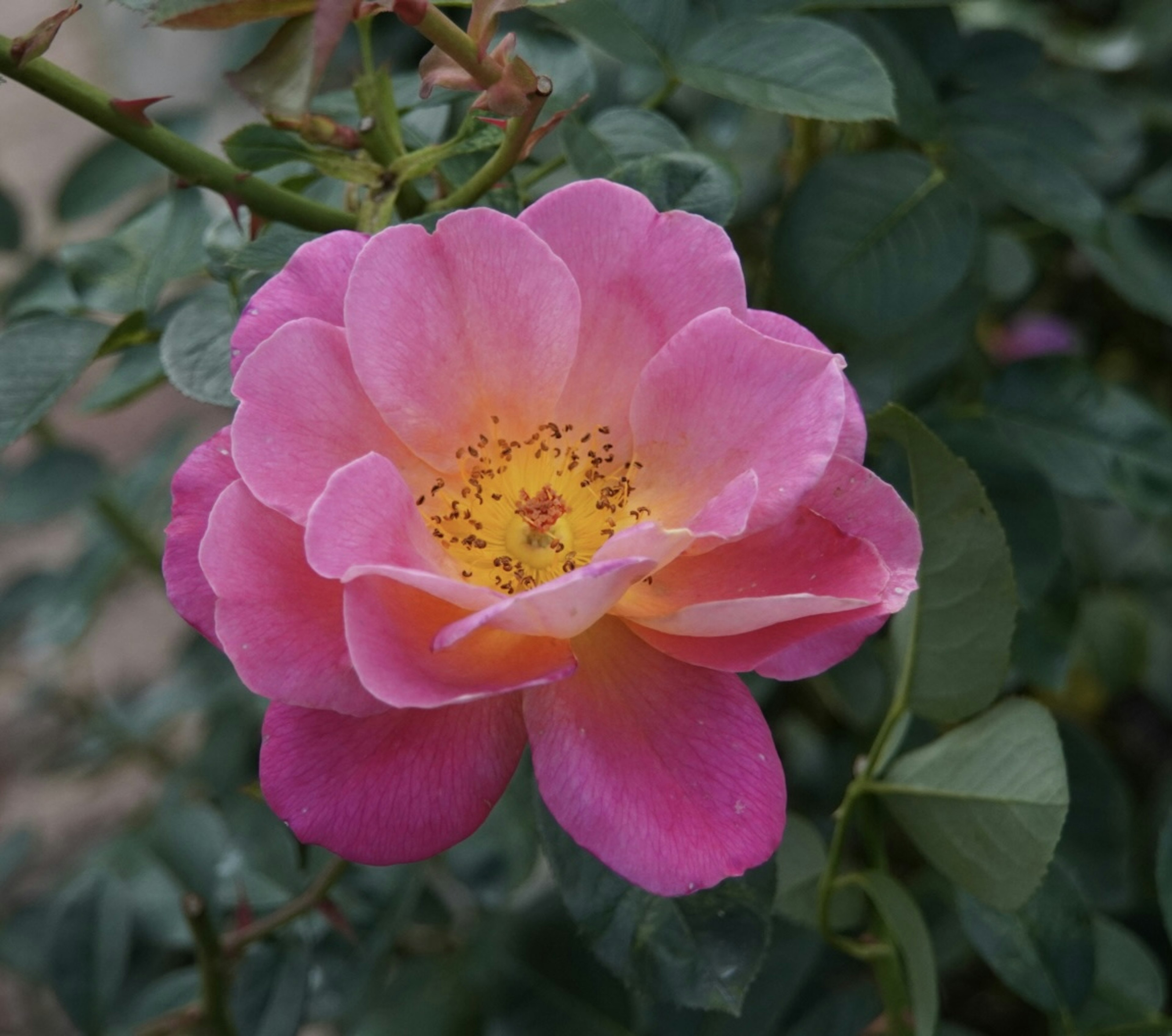 Lebhafte rosa Rose mit grünen Blättern