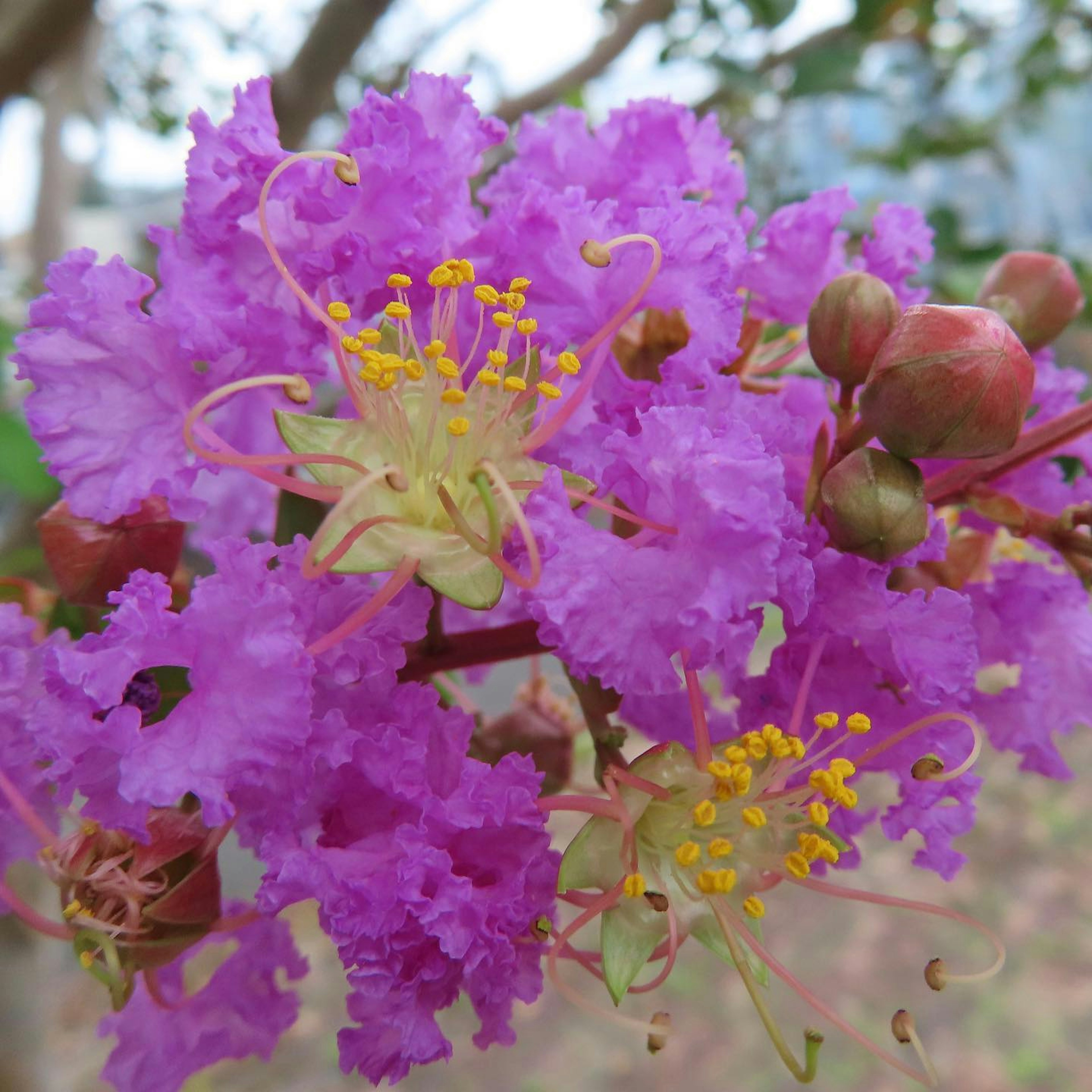 Bunga ungu cerah dengan benang sari kuning dari crepe myrtle