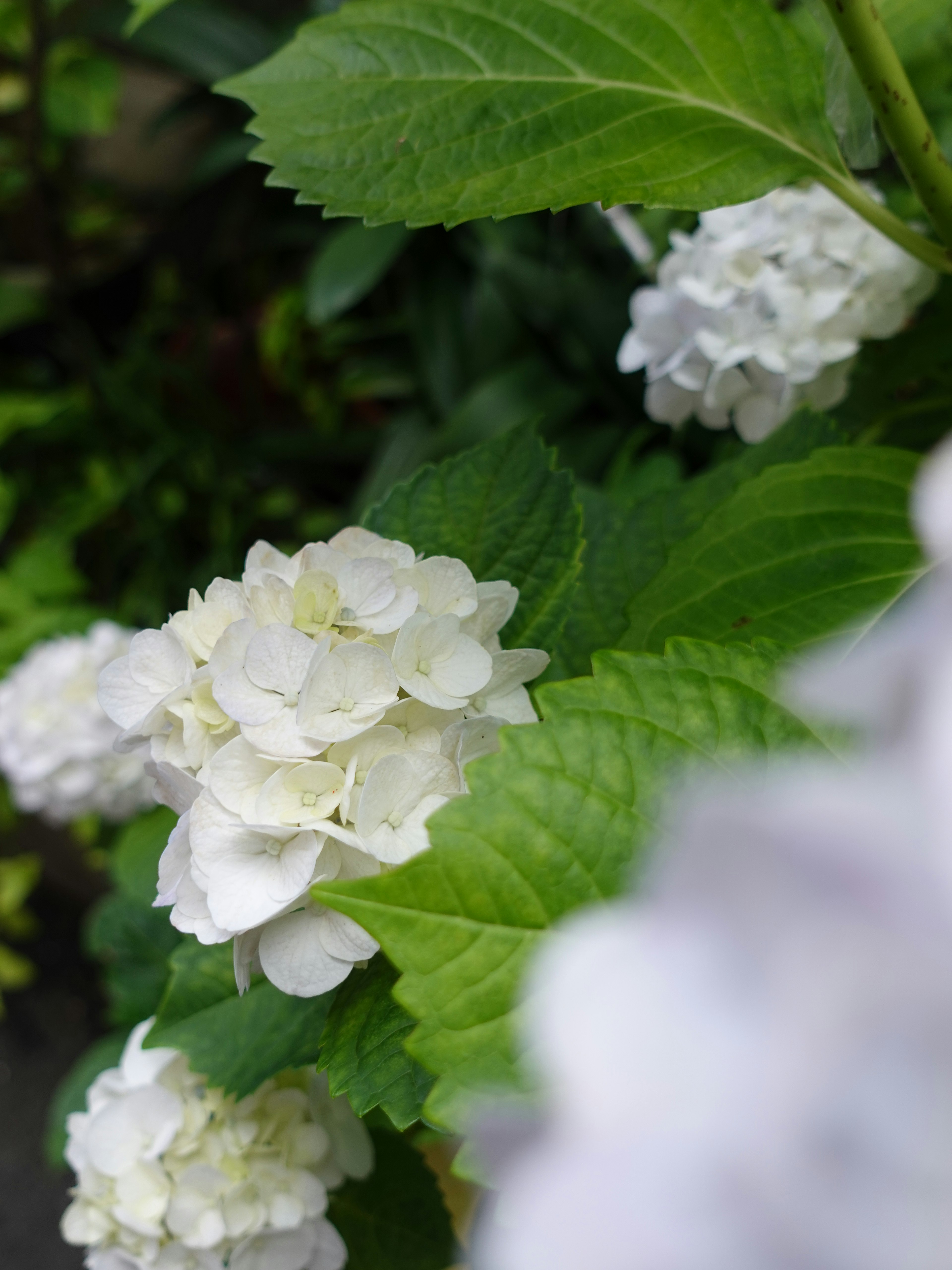 白いアジサイの花と緑の葉が特徴的な画像