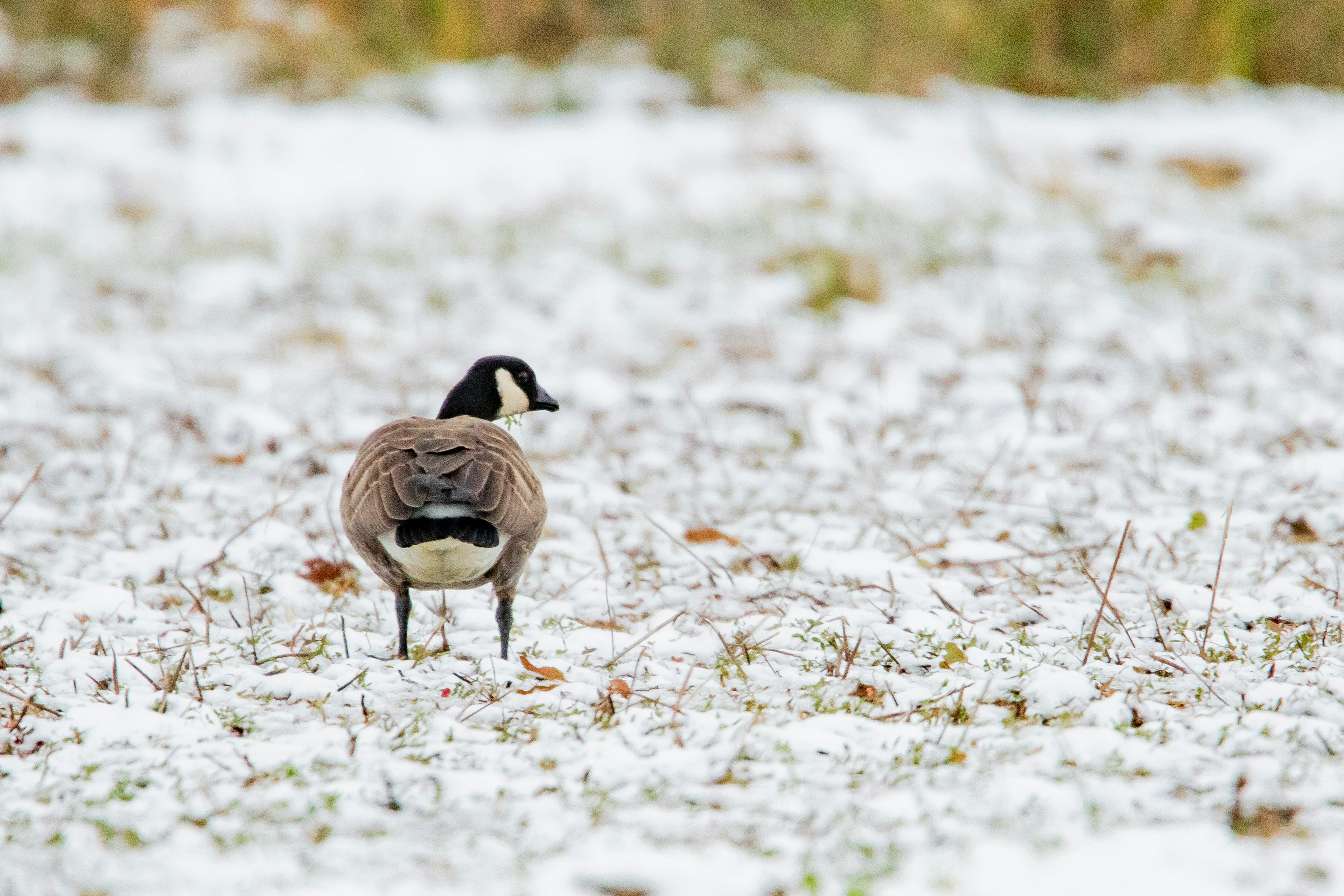 Canada goose standing on snow-covered ground