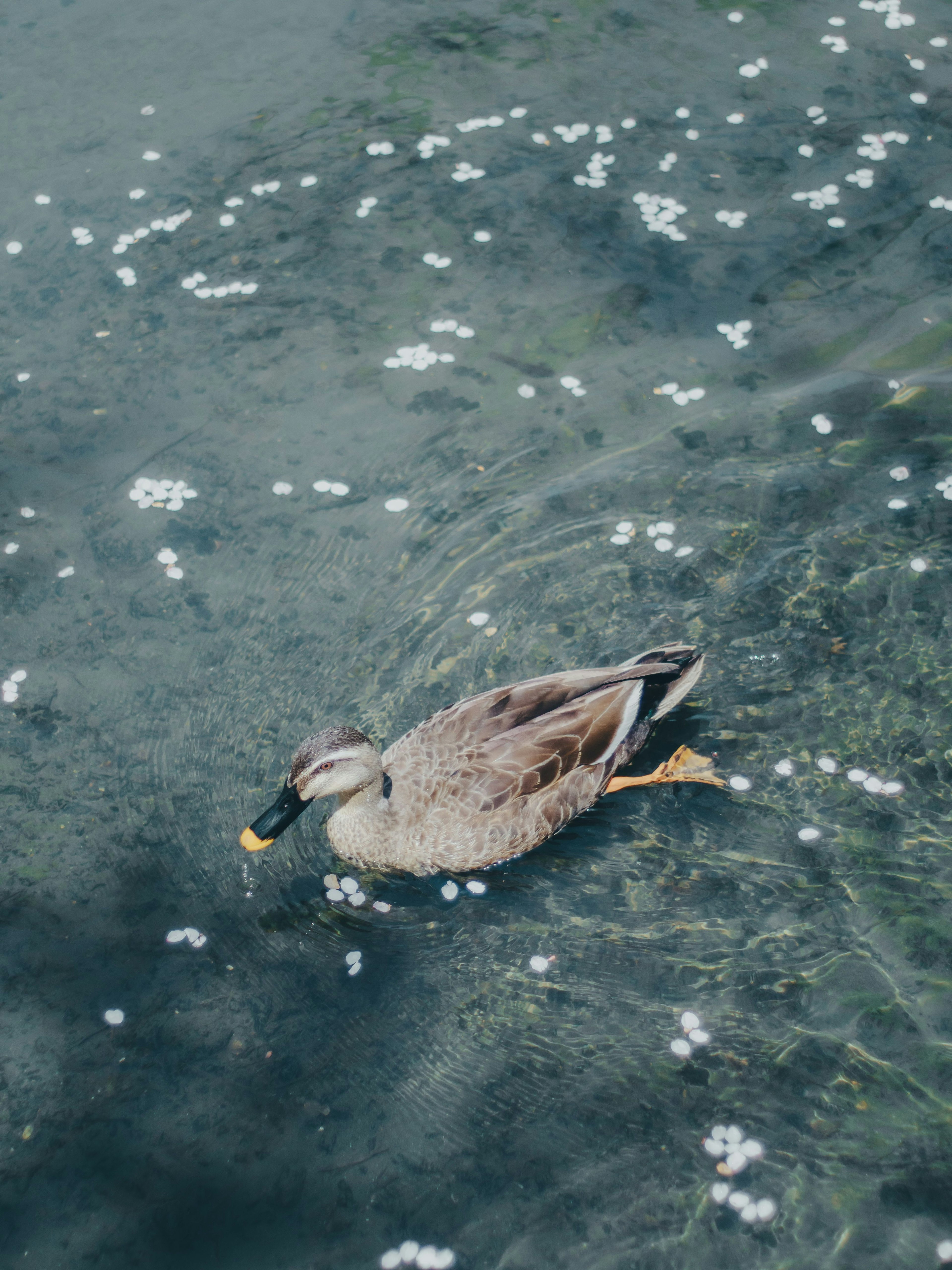 Pato nadando en el agua con pétalos flotantes
