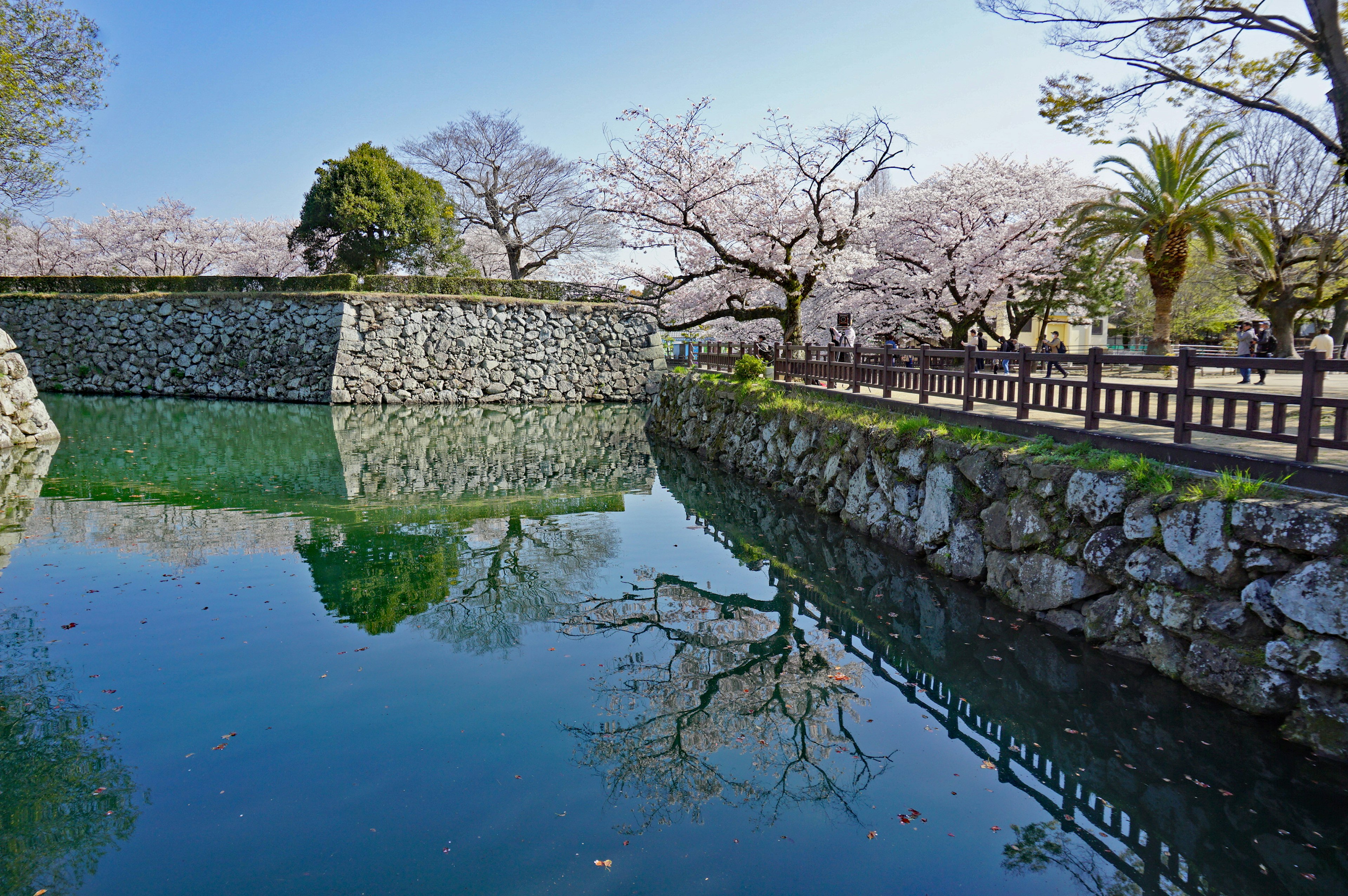 Kolam tenang yang memantulkan pohon sakura dan dinding batu