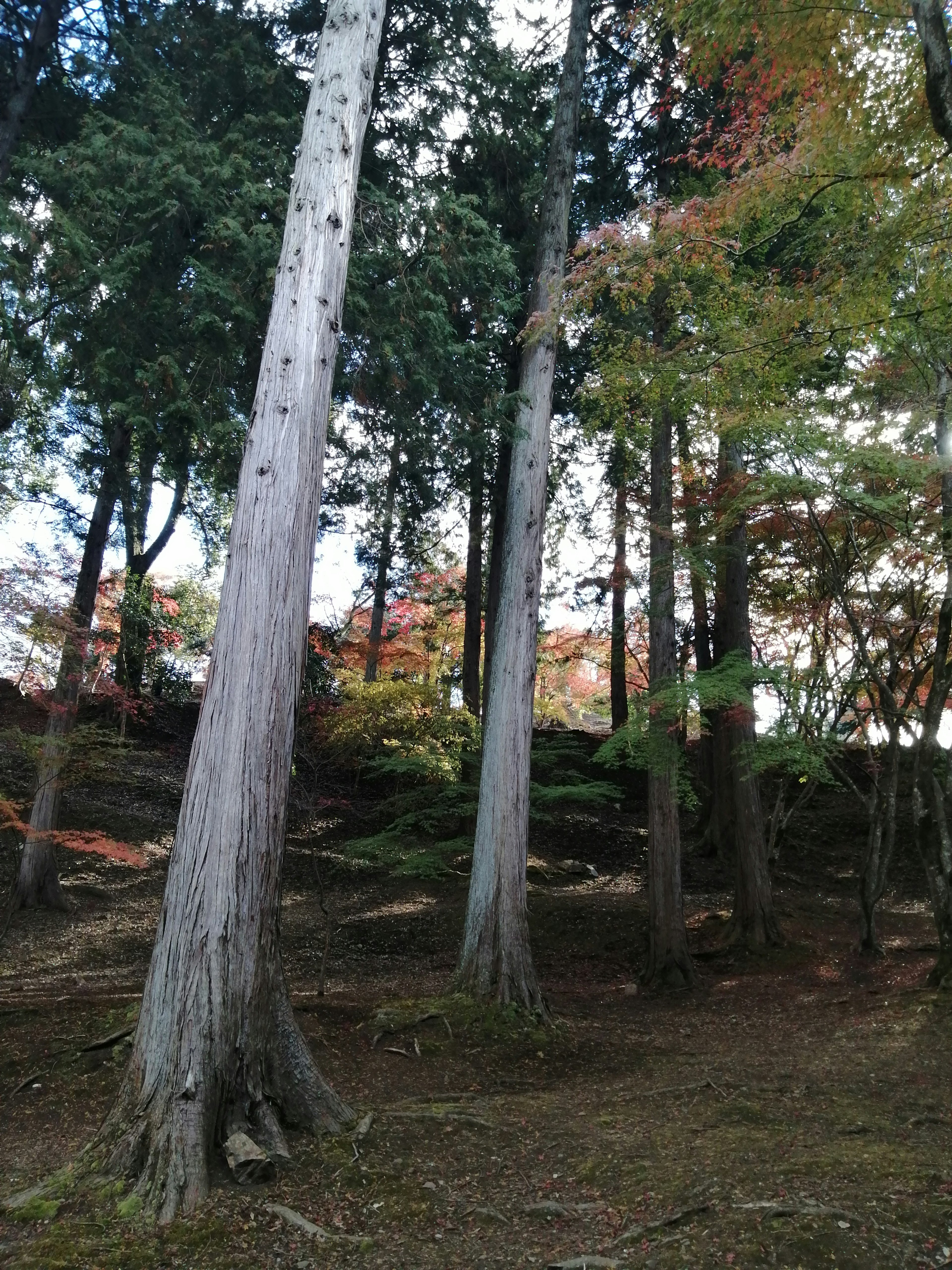 緑の木々と秋の葉を持つ森林の景色