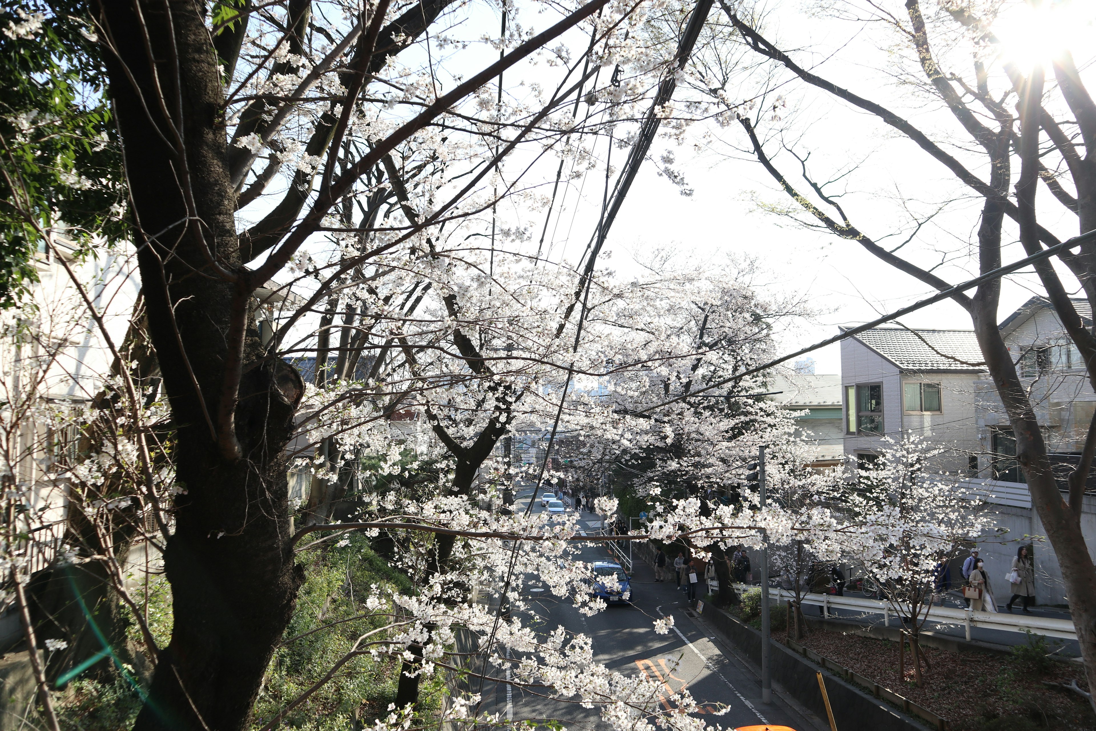 Scenic view of cherry blossom trees along a road