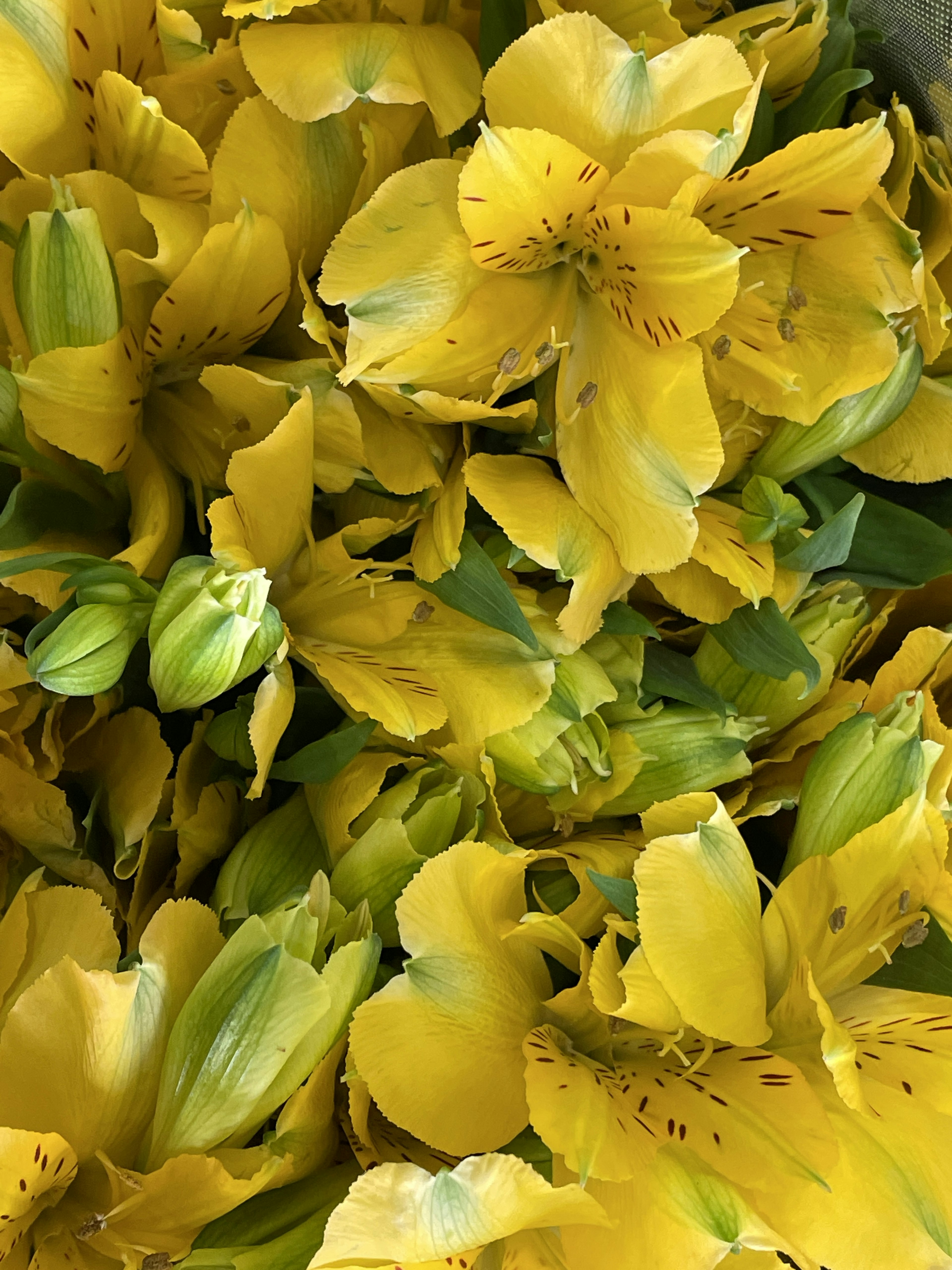 Lebendige Anordnung von gelben Blumen und Knospen