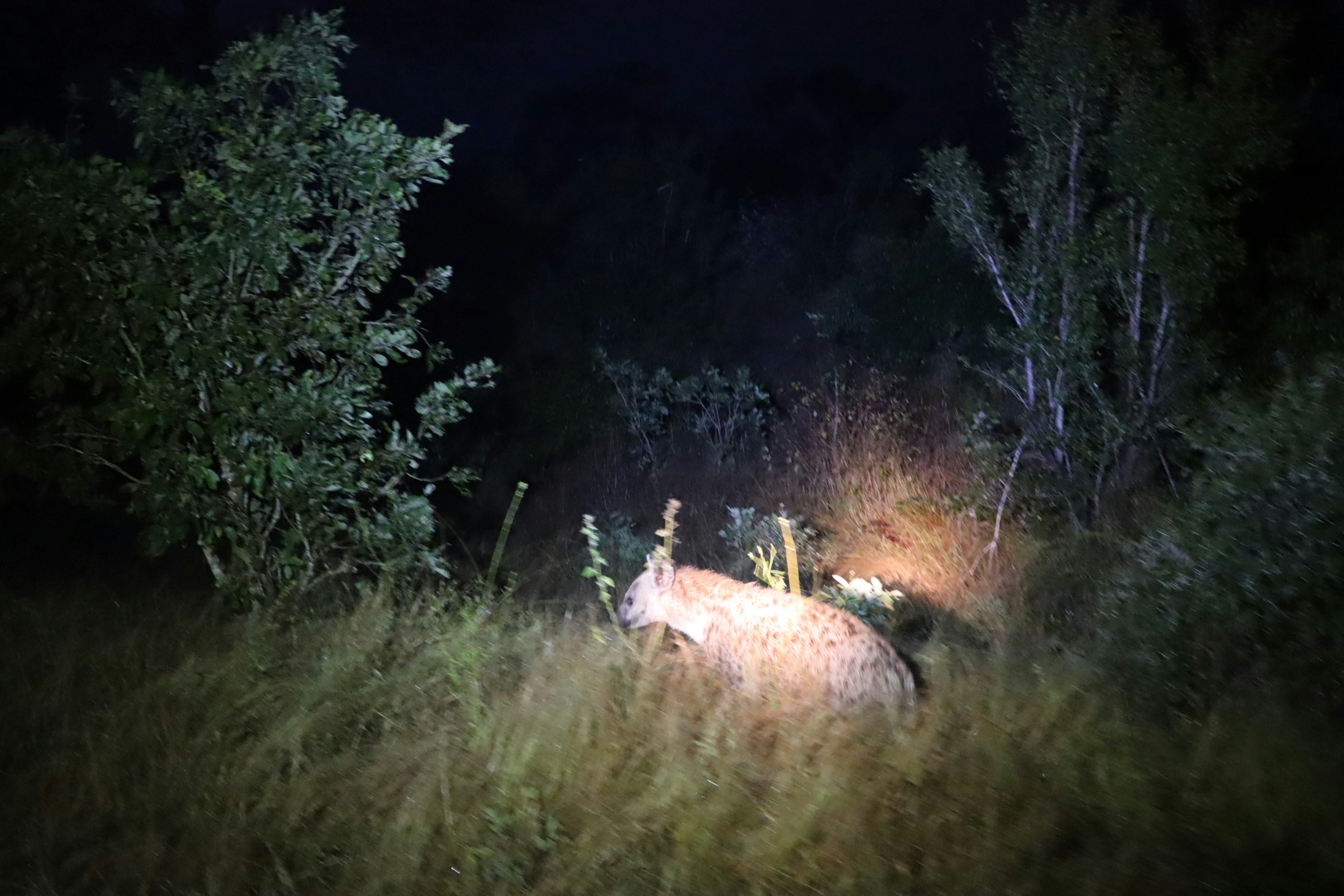 A scene of wildlife in a grassland at night with surrounding trees and light visible