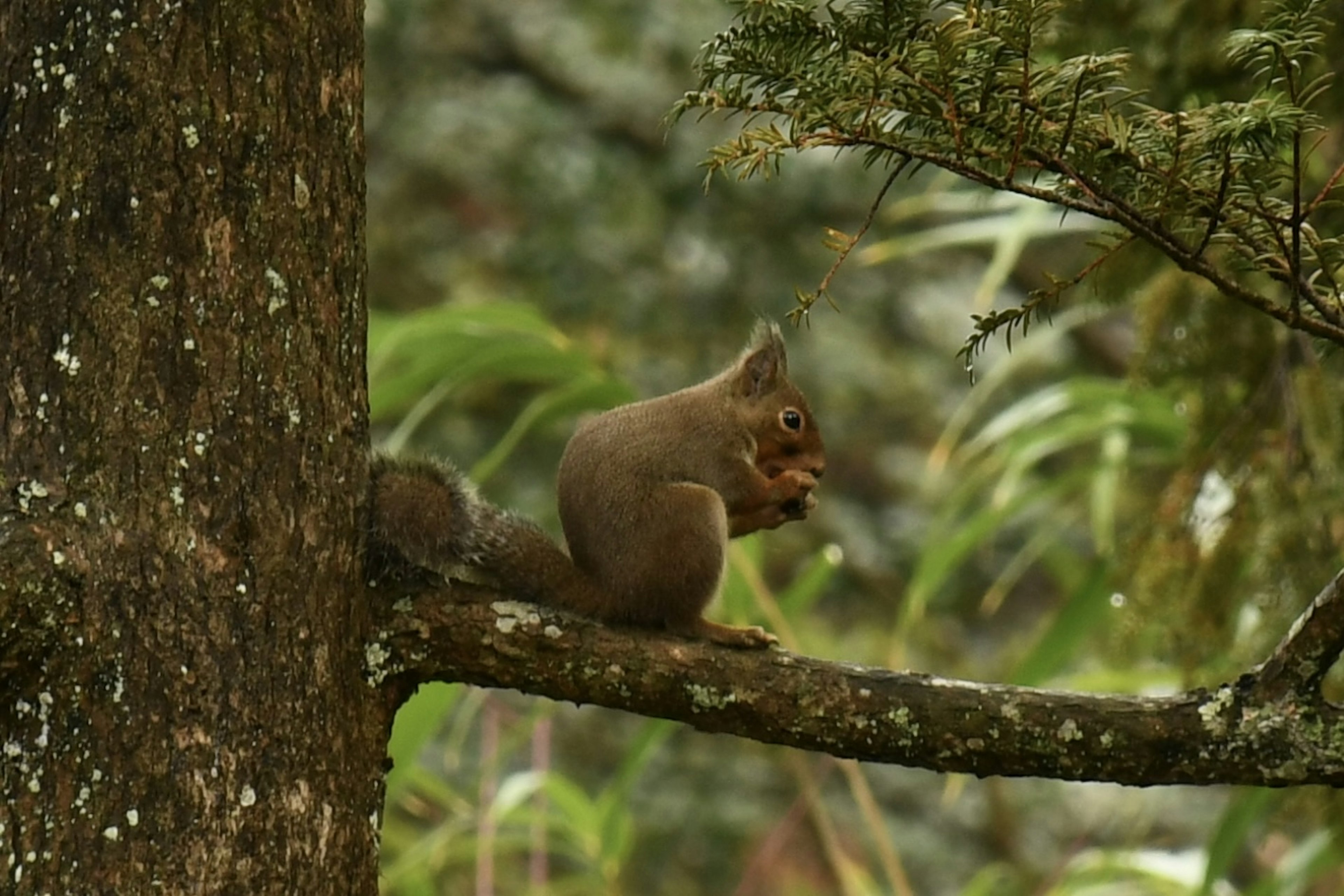 Ardilla sosteniendo comida en una rama de árbol