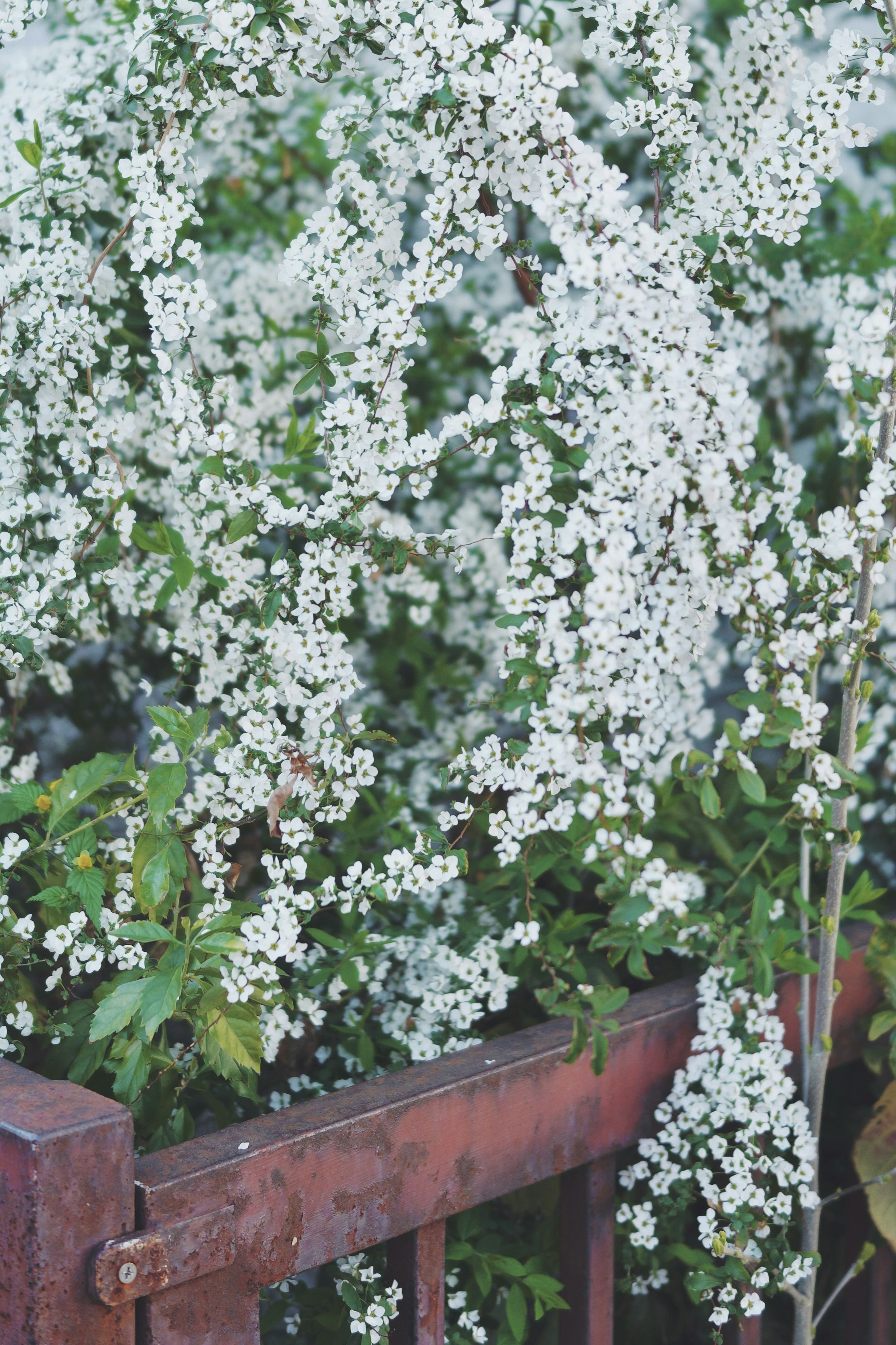 白い花が咲く植物と赤いフェンスのコントラスト