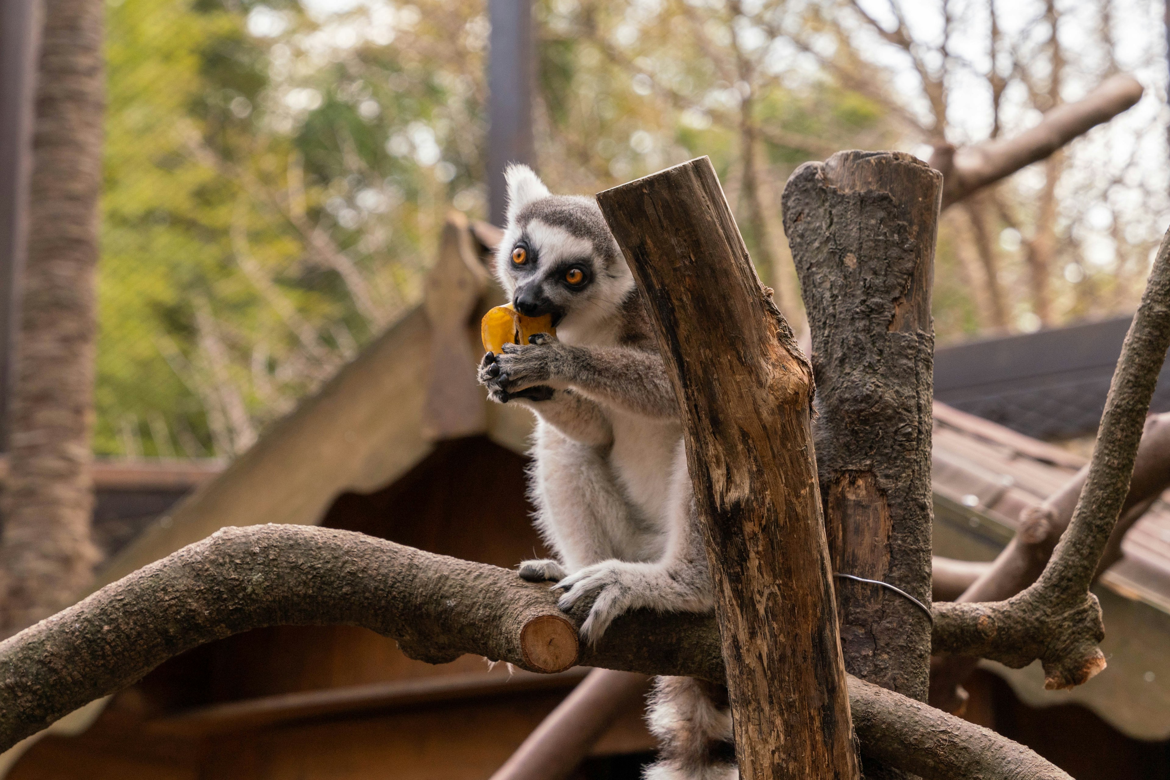 Lemur yang duduk di cabang sambil makan jeruk