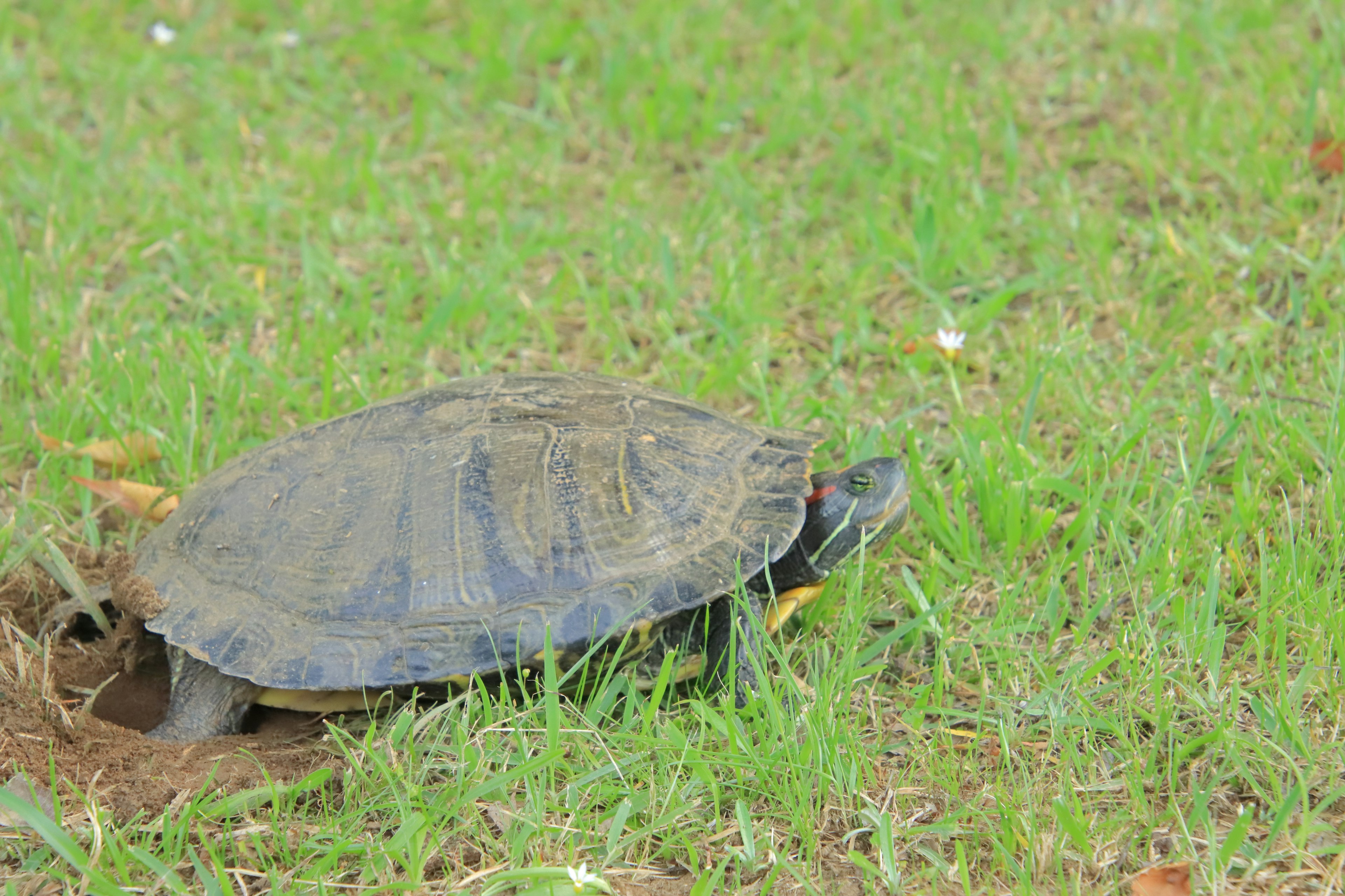 Eine Schildkröte, die auf grünem Gras läuft