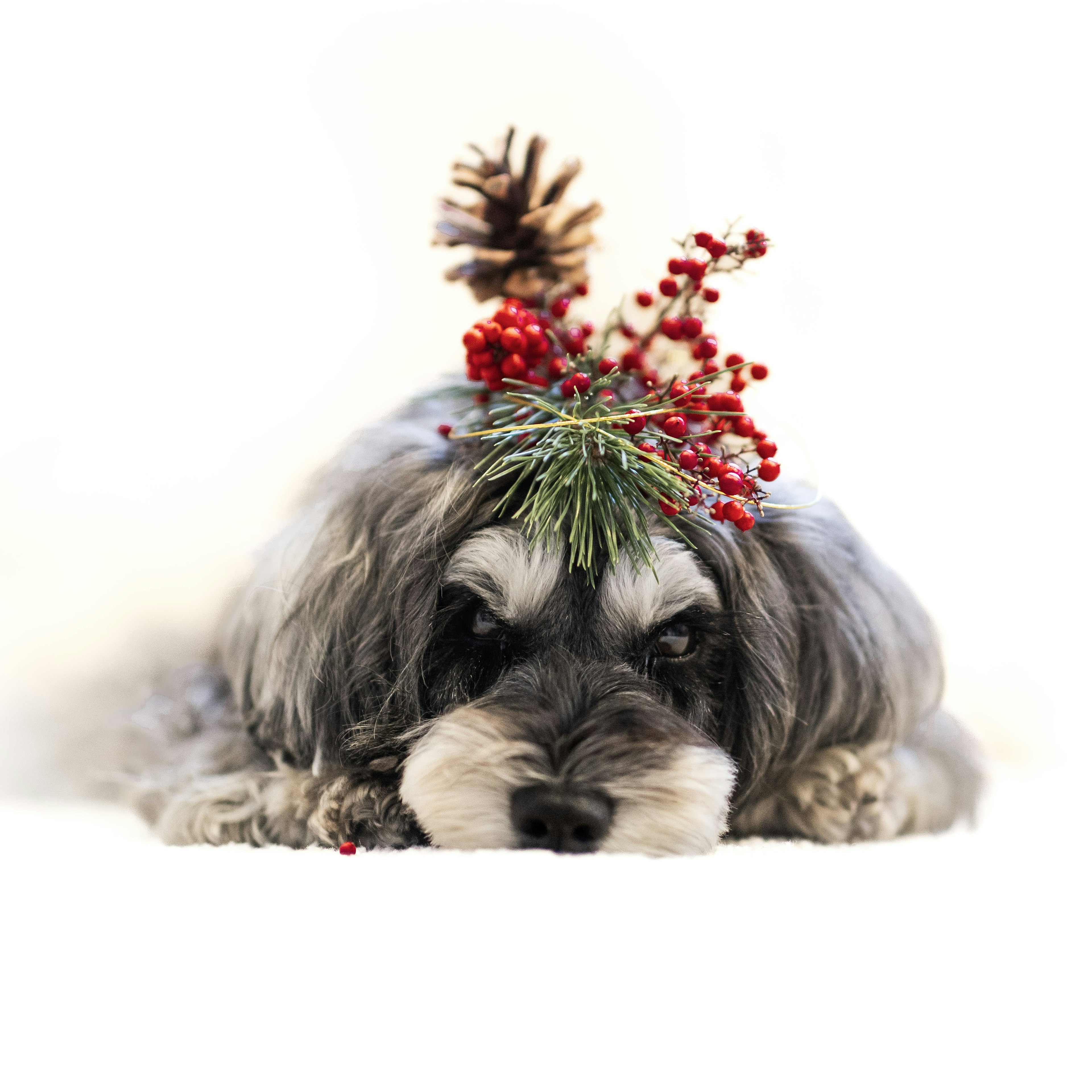 Ein Hund liegt mit Weihnachtsdekoration auf dem Kopf