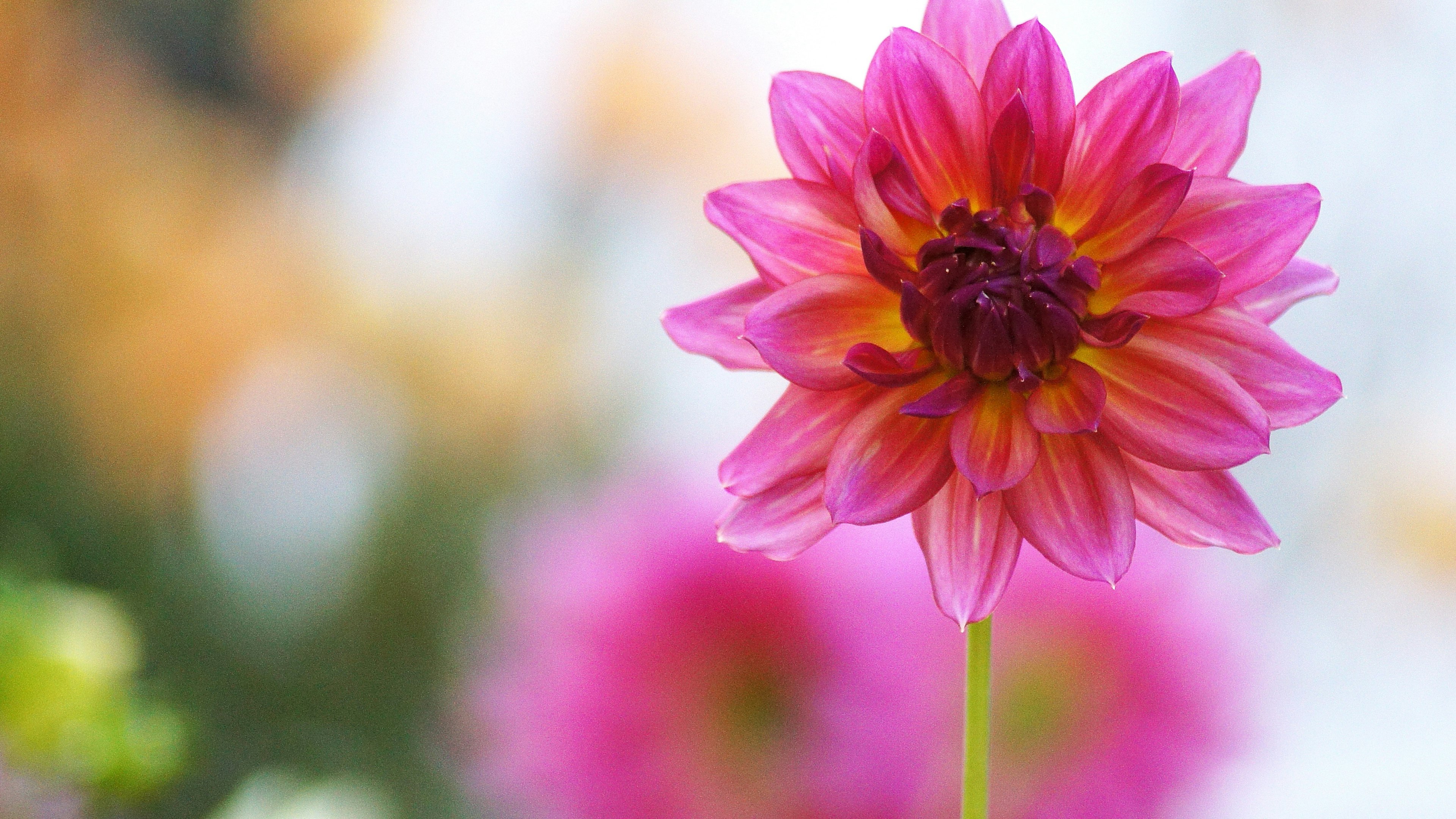 Lebendige pinkfarbene Dahlienblüte mit ausgeprägten Blütenblättern