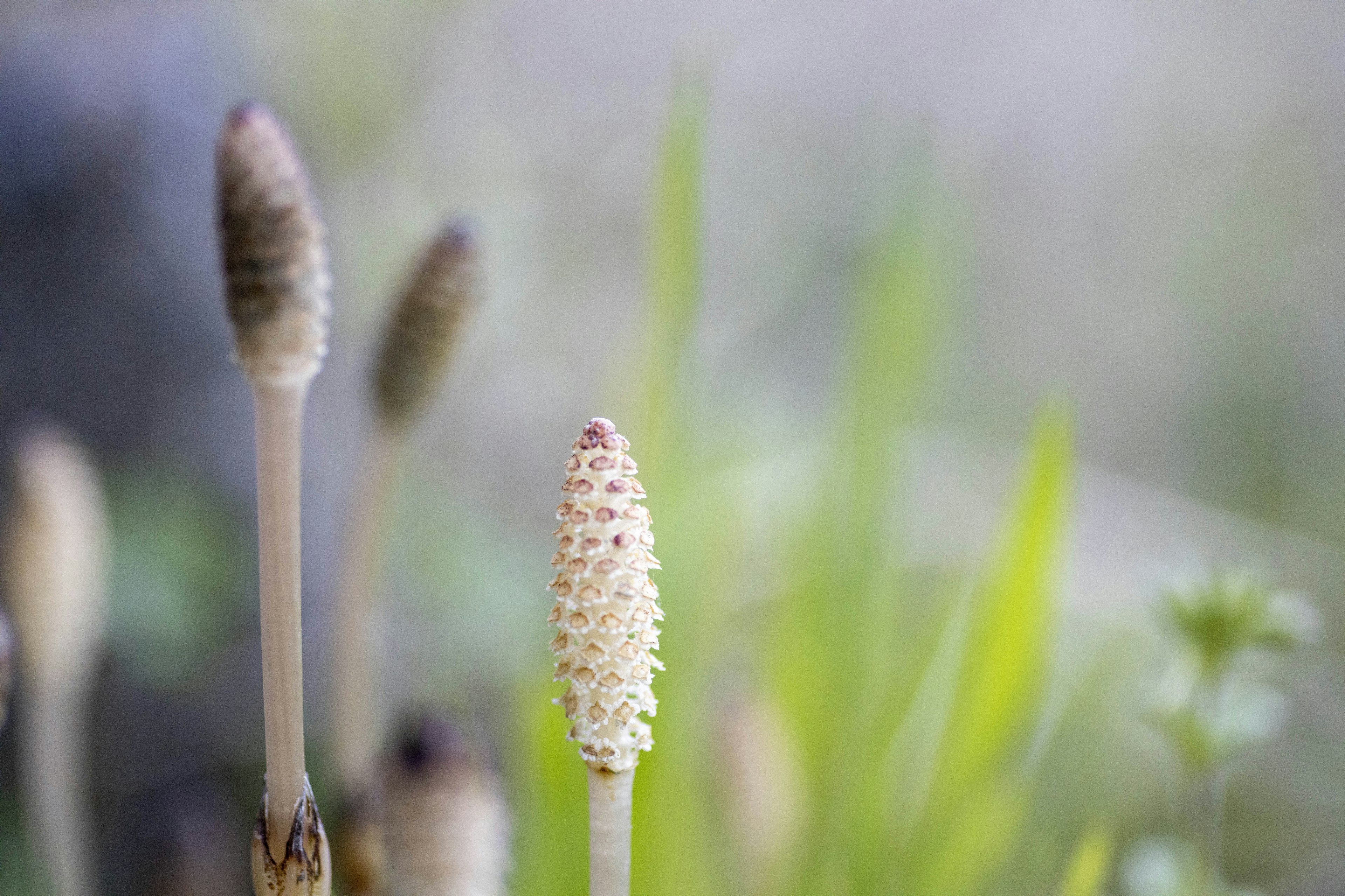 Kedekatan tanaman horsetail yang berdiri di rumput hijau