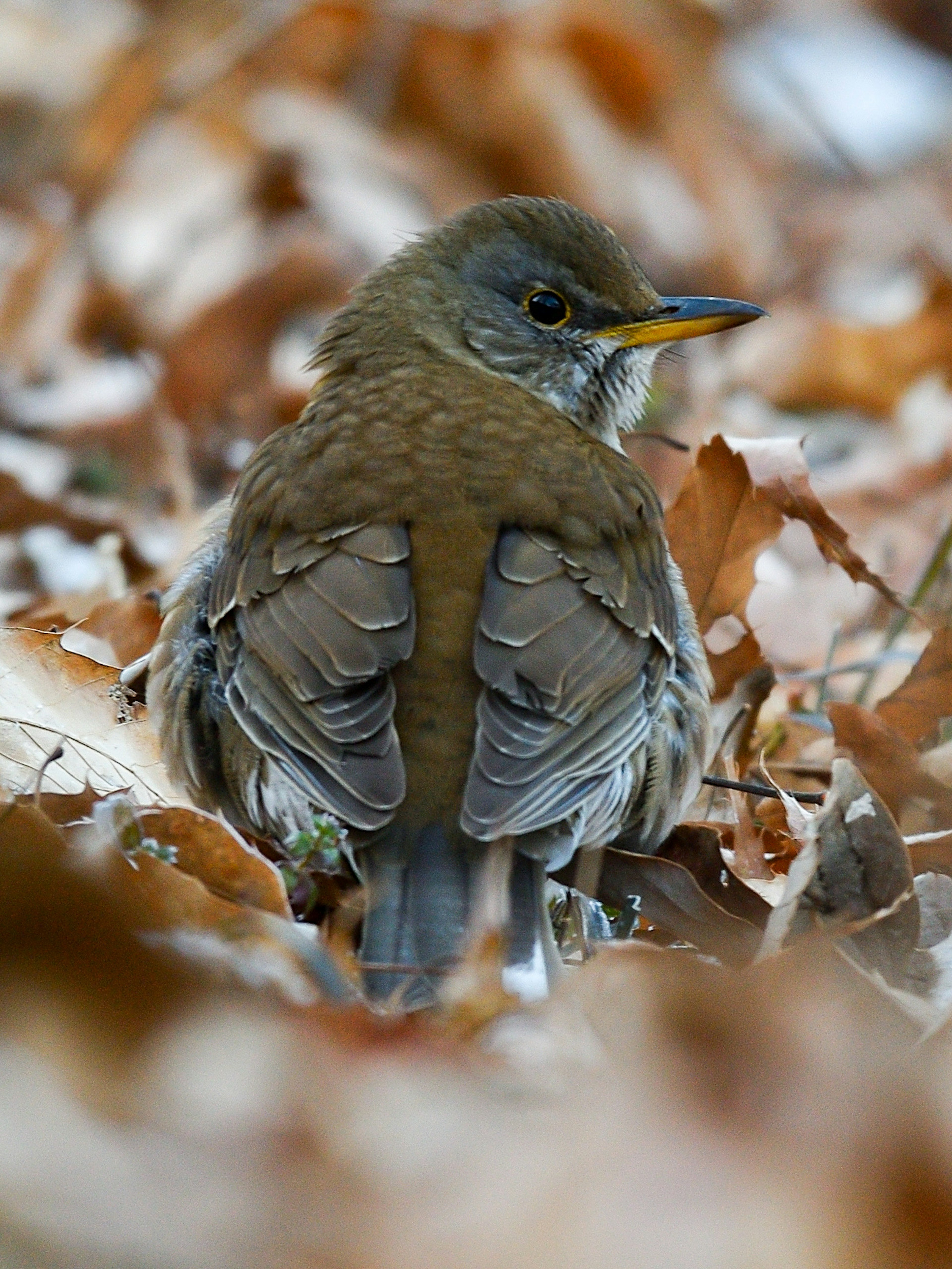 Un pequeño pájaro sentado entre hojas caídas visto desde atrás