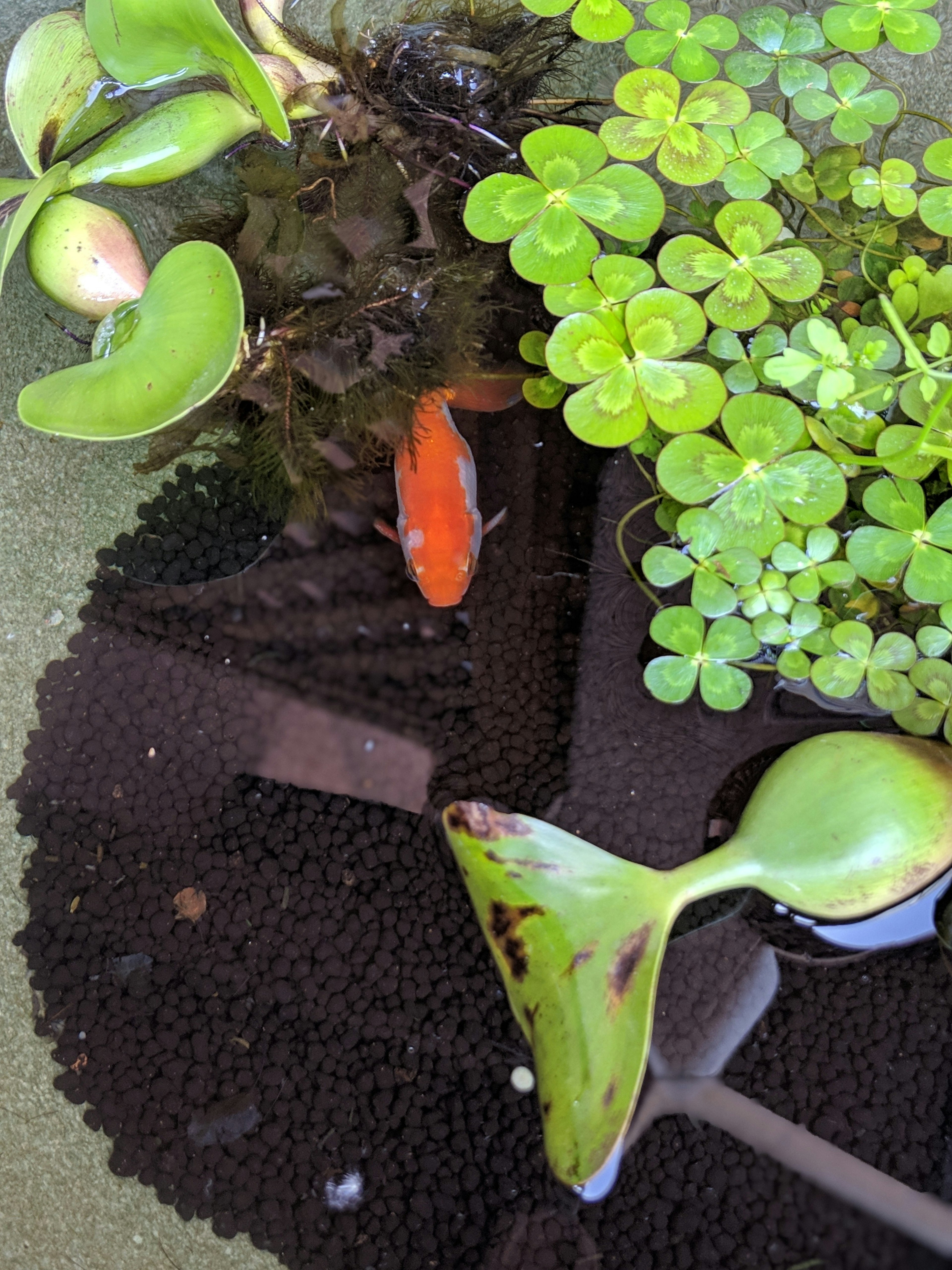 Ein kleiner Goldfisch schwimmt zwischen grünen Wasserpflanzen in einem Teich