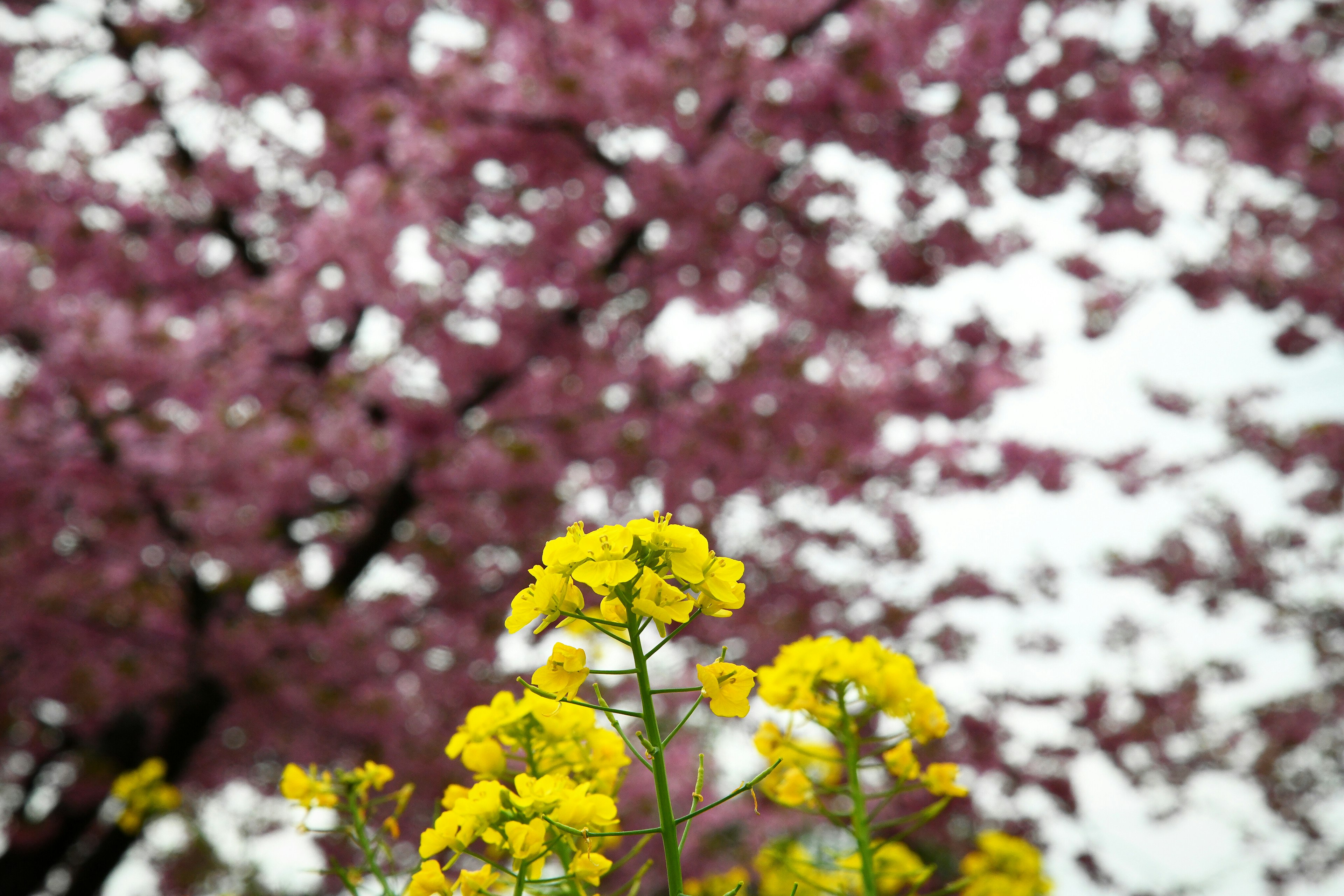 Fleurs jaunes au premier plan avec des cerisiers en fleurs en arrière-plan