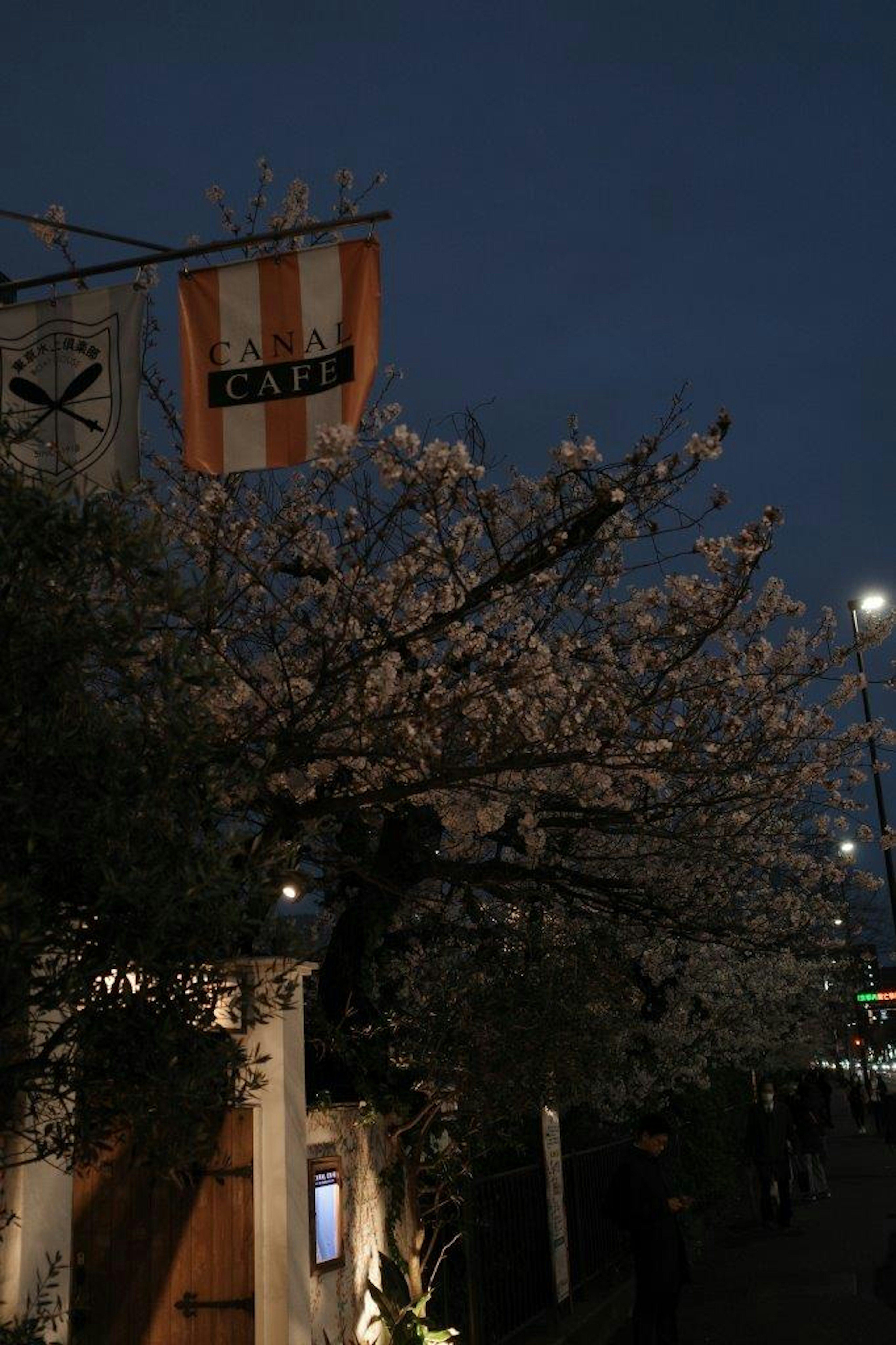 Cherry blossoms illuminated at night with an orange and white flag