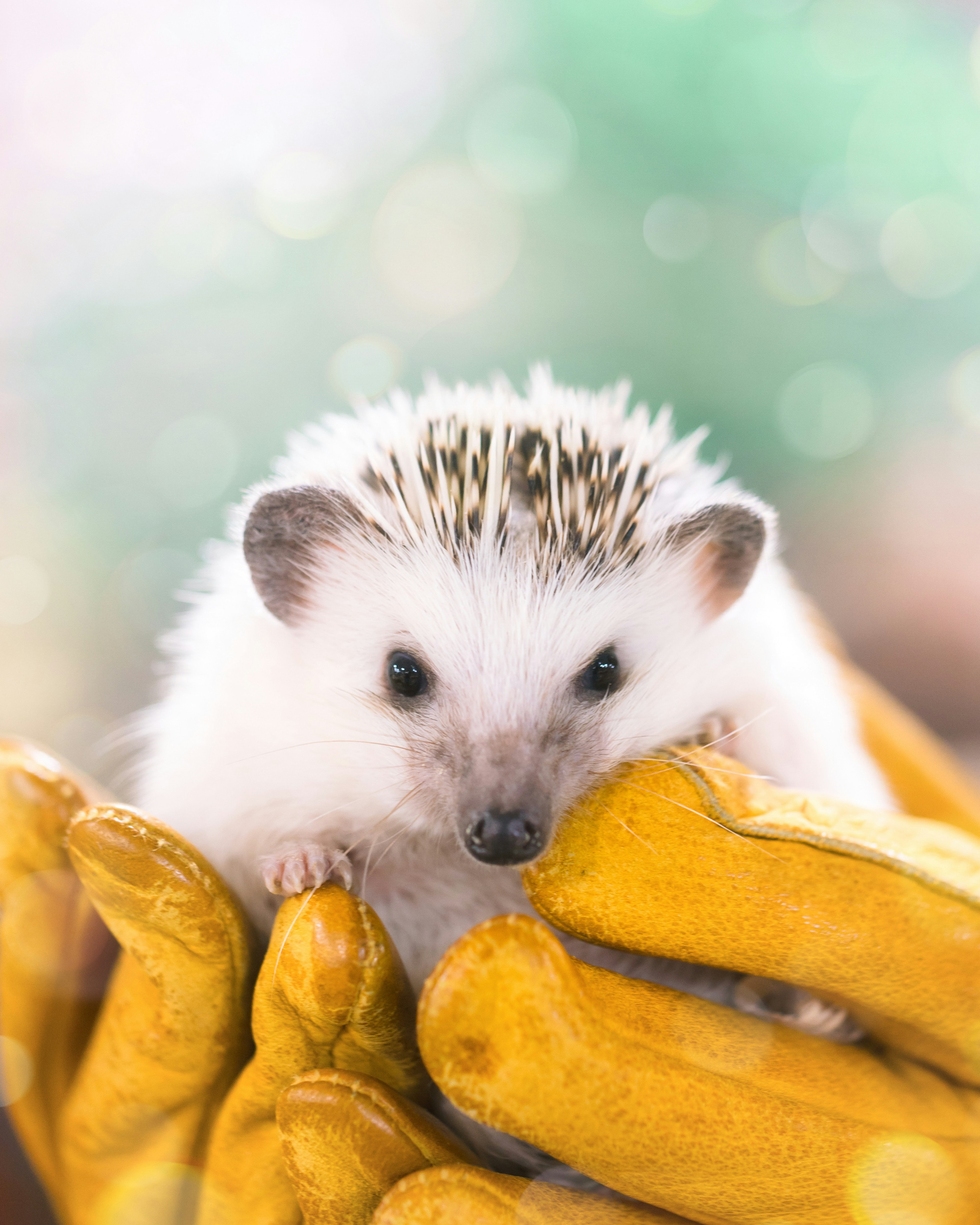 Ein süßer Igel in einer mit gelben Handschuhen behandschuhten Hand gehalten