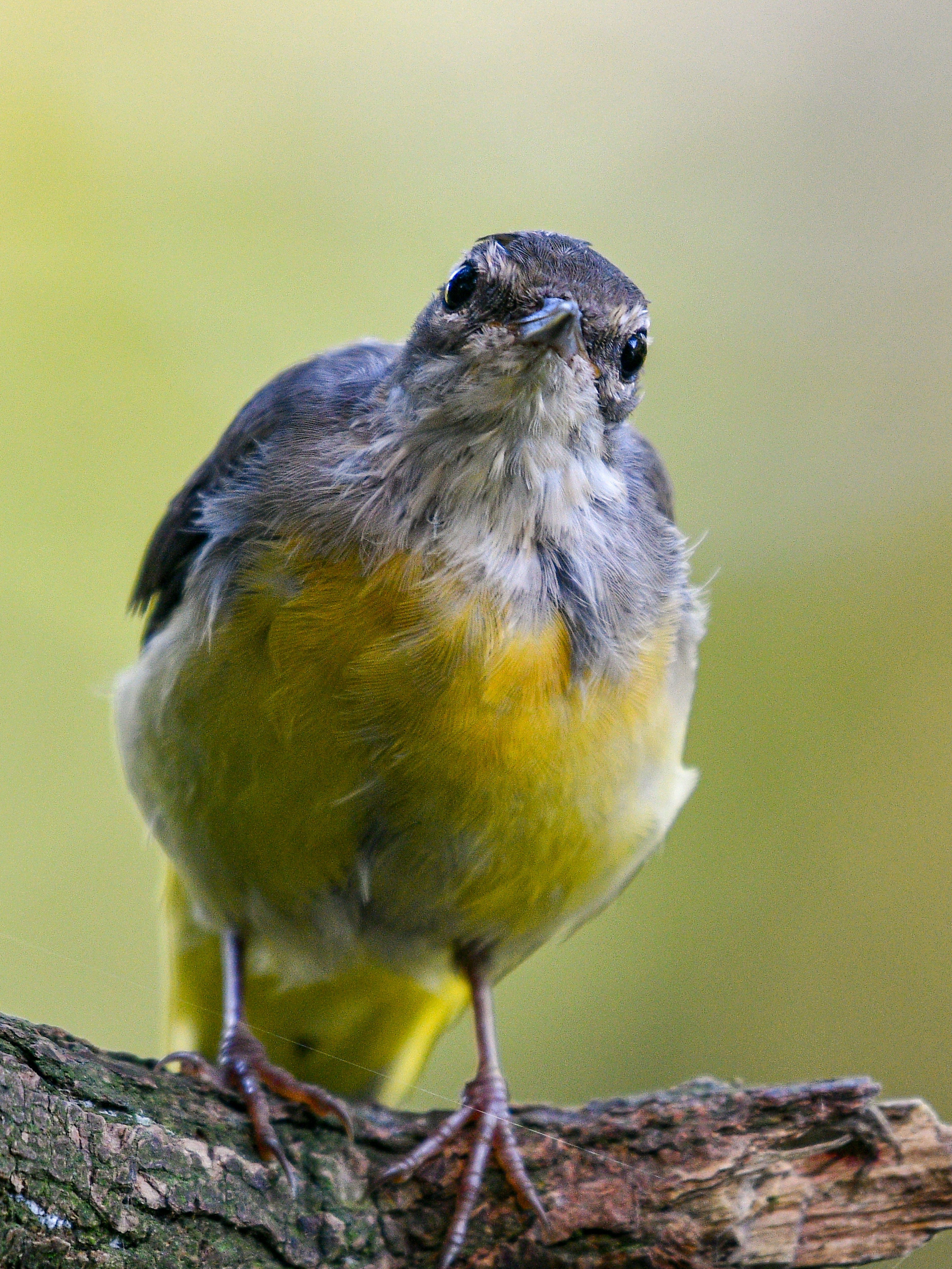 Ein kleiner Vogel, der auf einem Ast sitzt mit einem gelben Bauch und grauen Federn