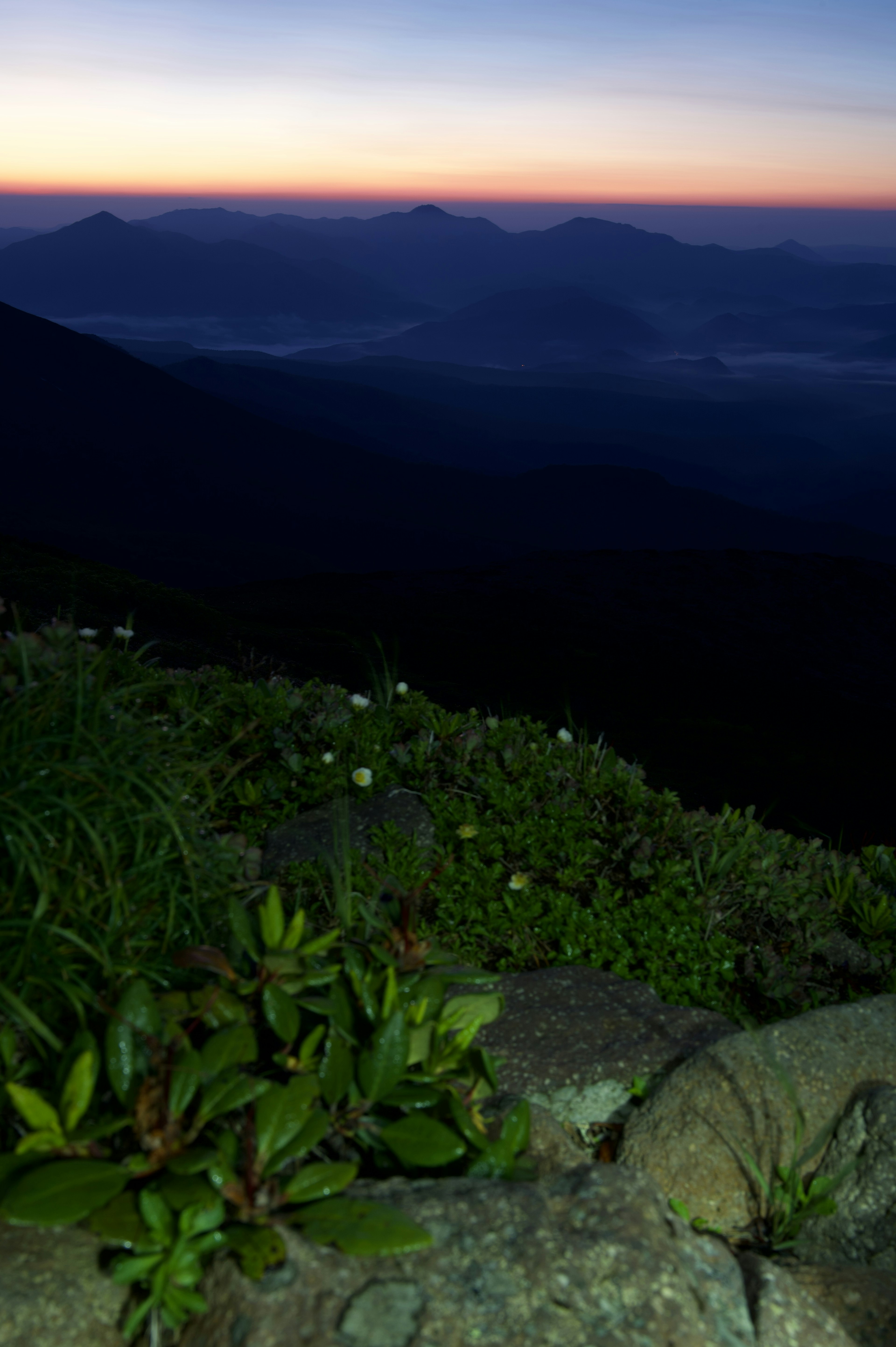 Close-up of lush green plants with a sunset sky and mountains in the background