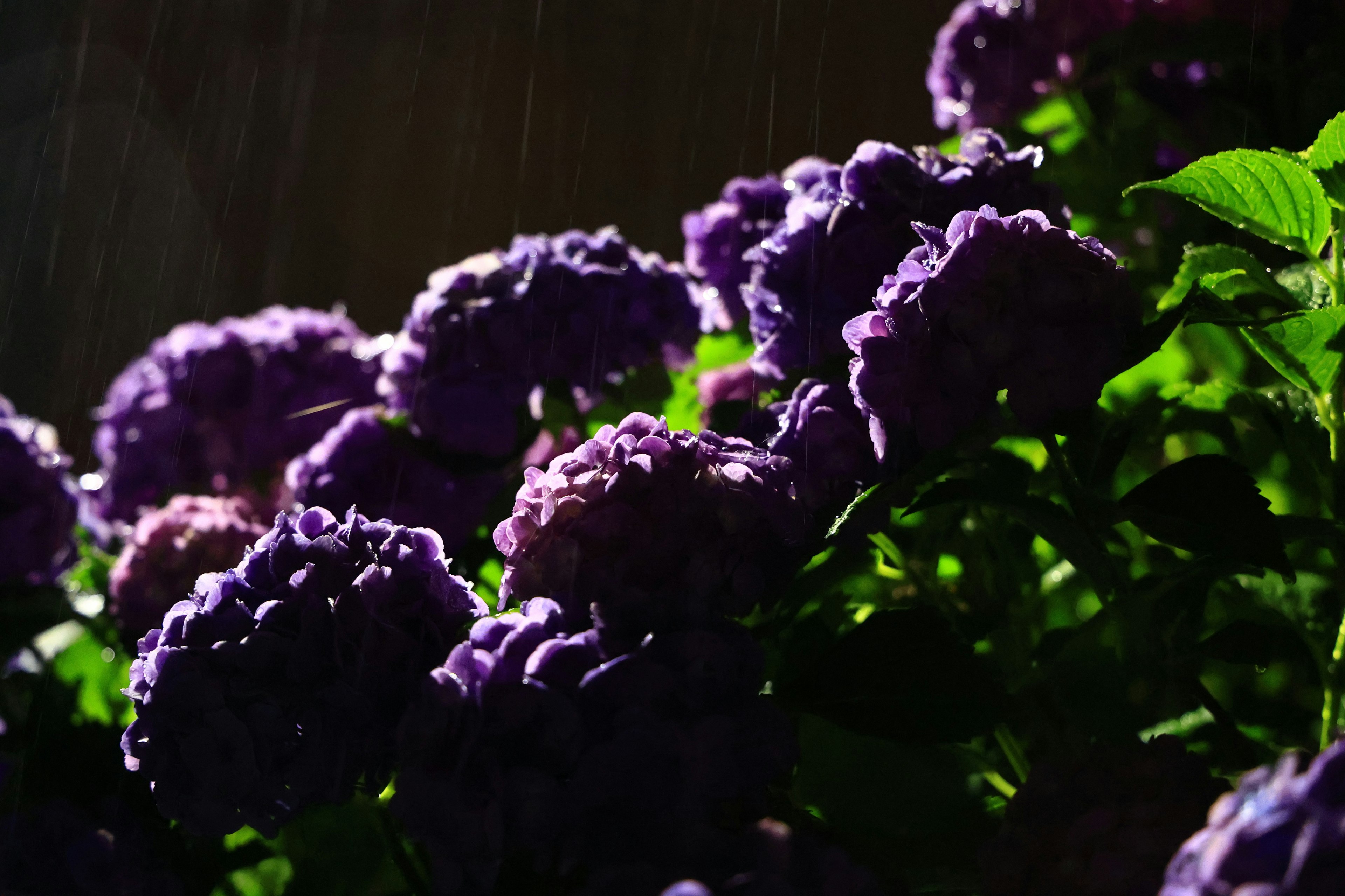 Purple flowers illuminated by soft light with rain falling