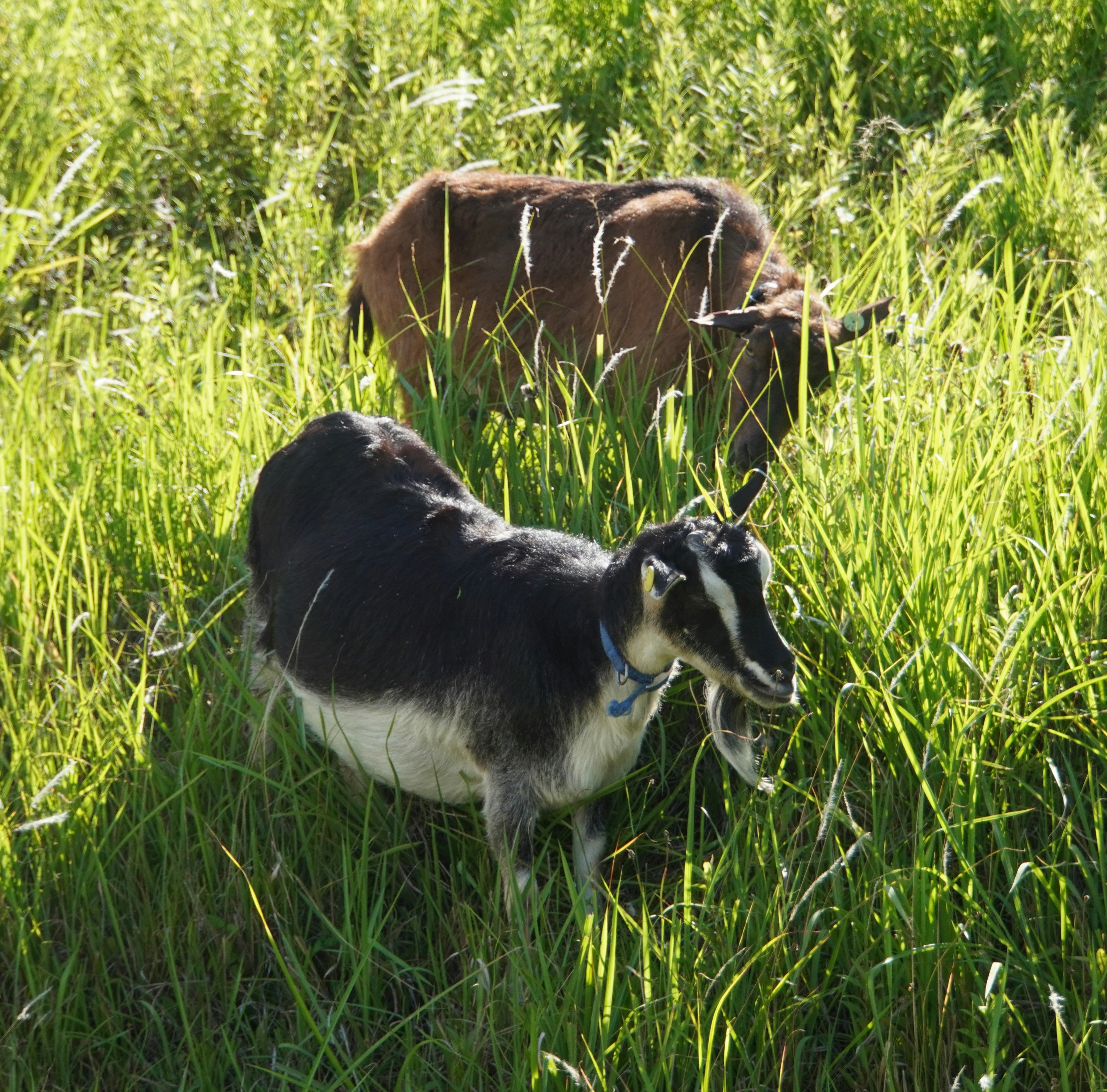 Zwei Ziegen grasen im hohen grünen Gras