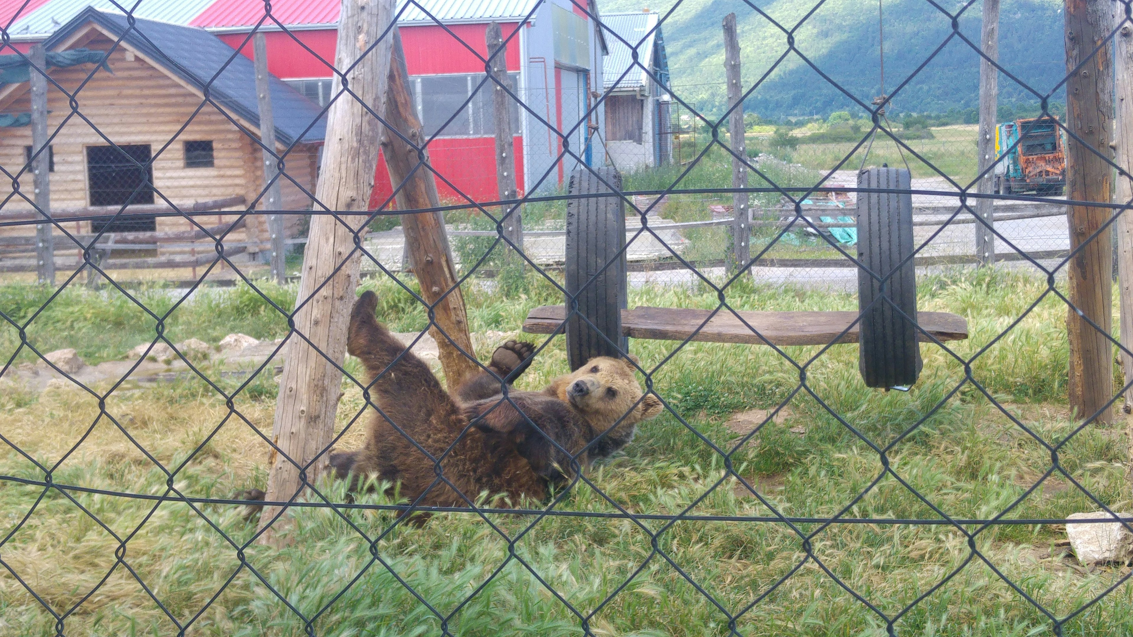 A cute sloth playing behind a fence