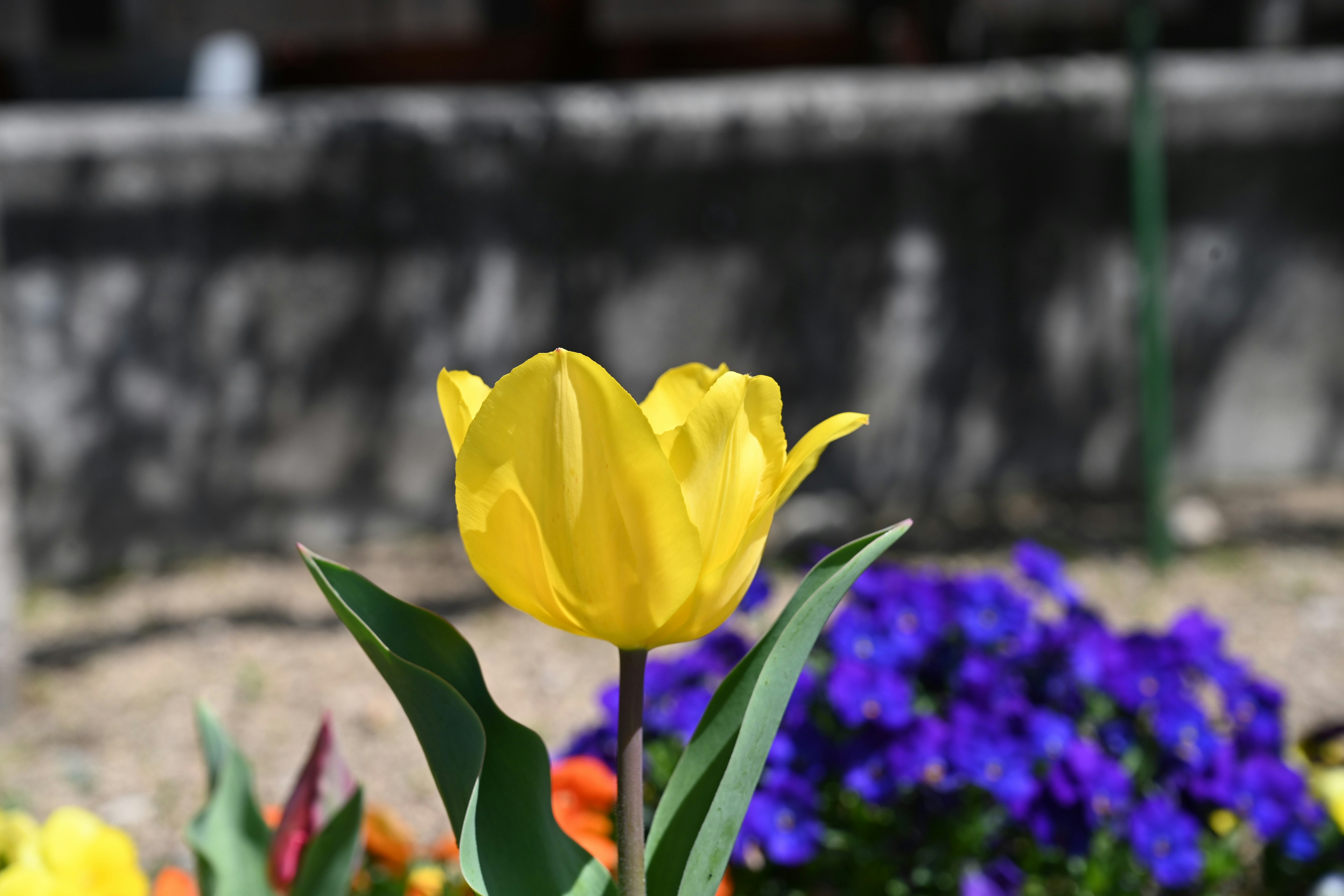 Vibrant yellow tulip blooming in front of purple flowers