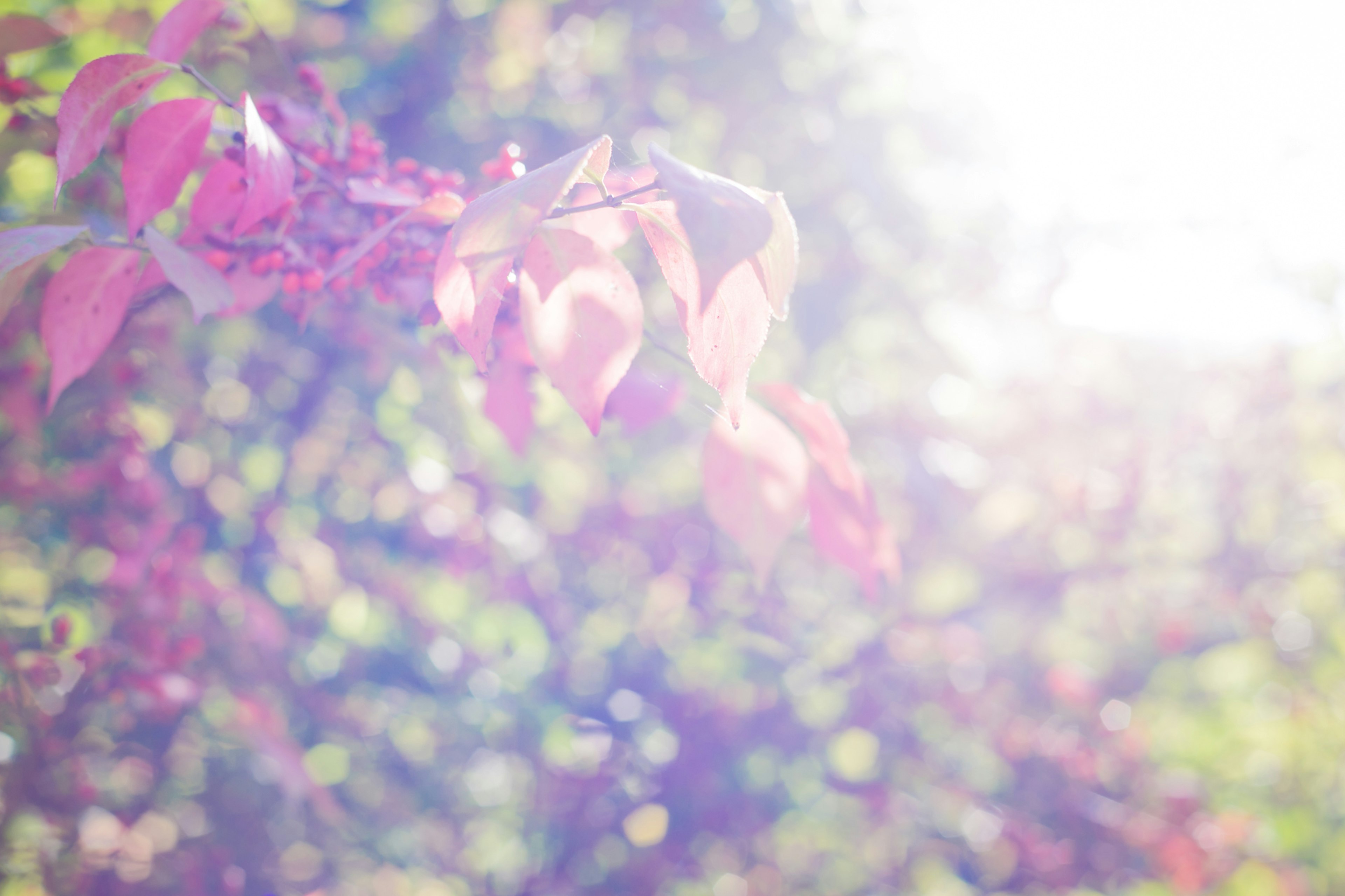 Feuilles colorées avec une lumière douce dans un arrière-plan flou